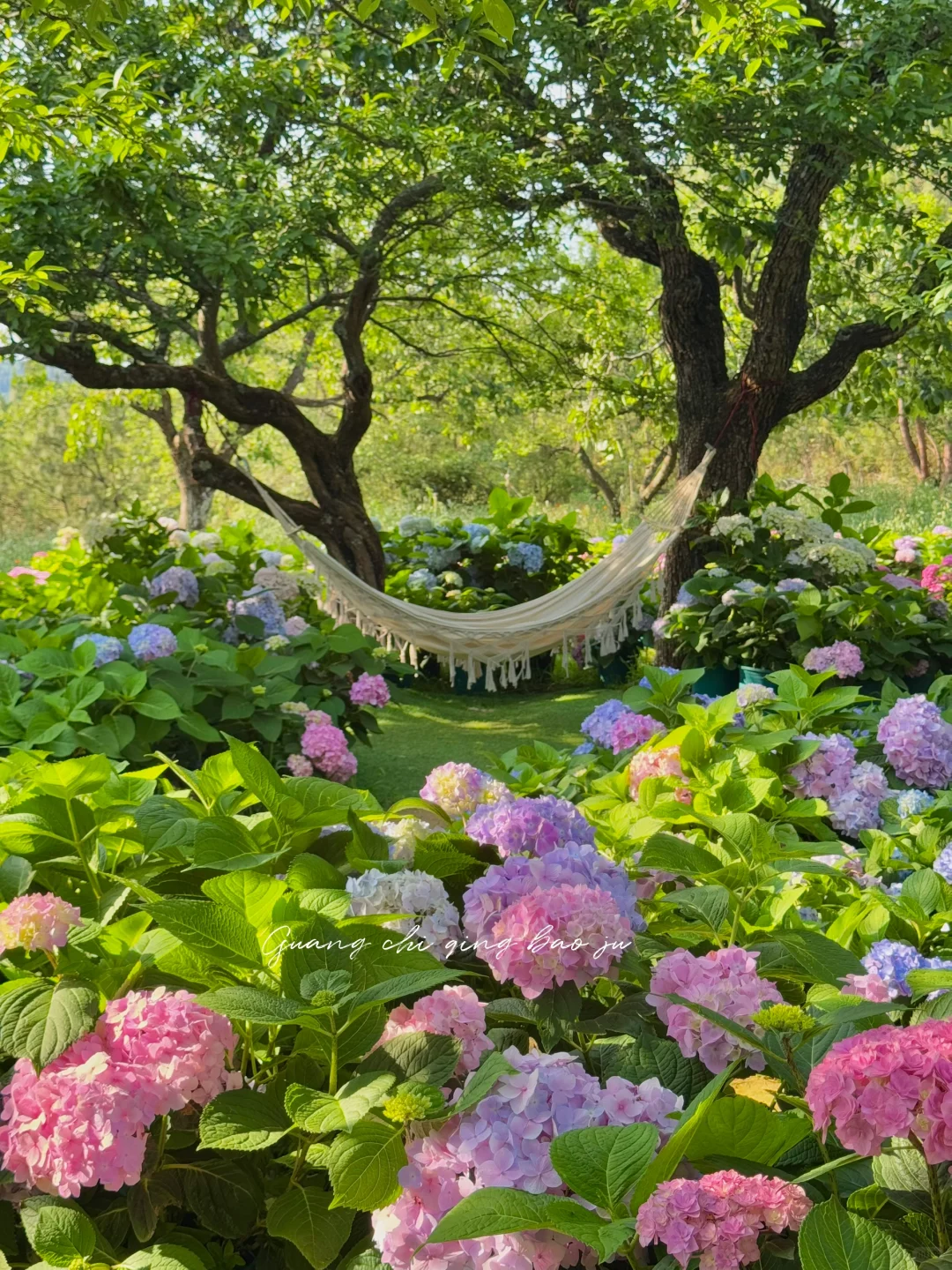 昆明花海🪻这片爱丽丝仙境太美啦！