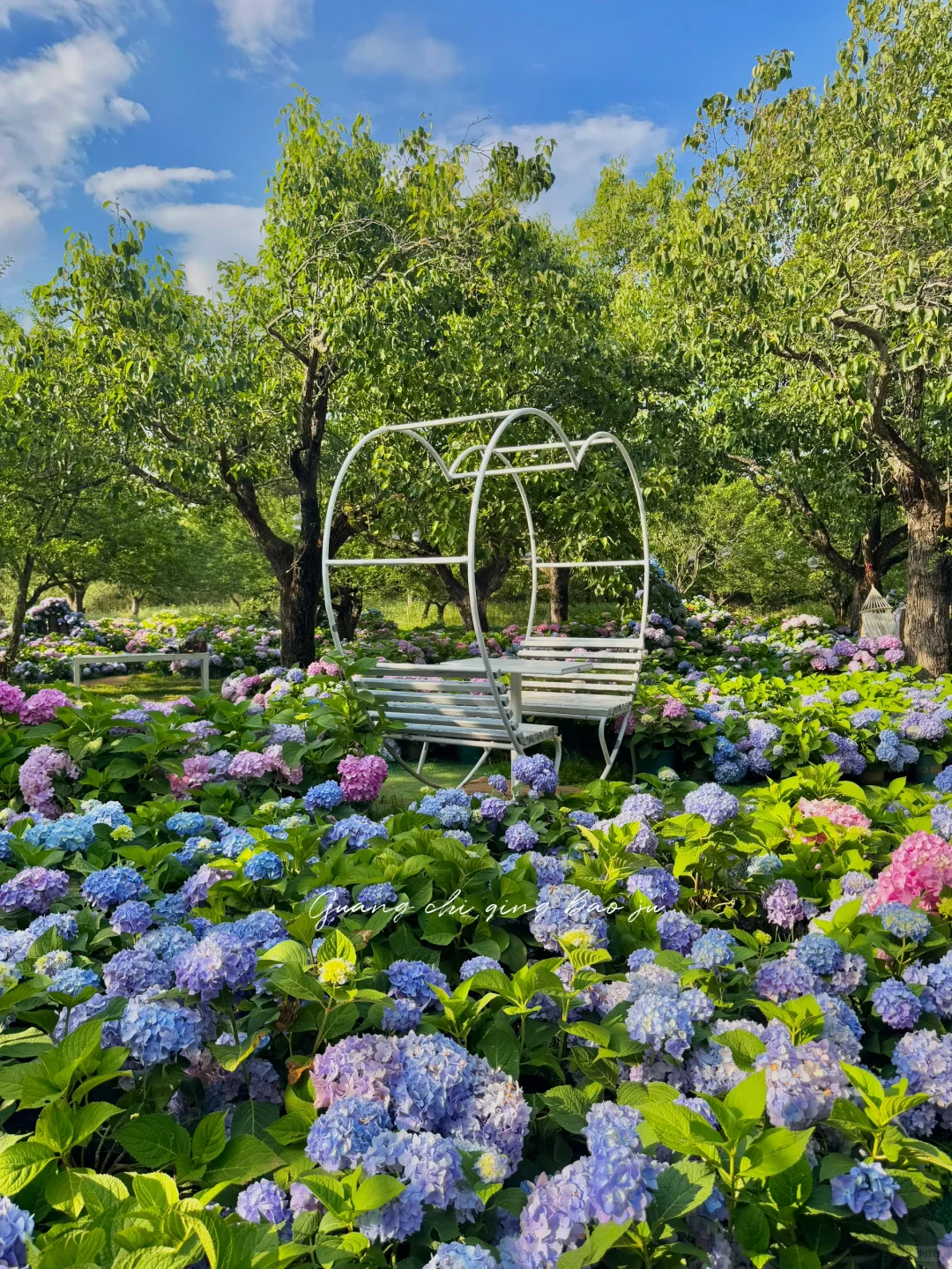 昆明花海🪻这片爱丽丝仙境太美啦！