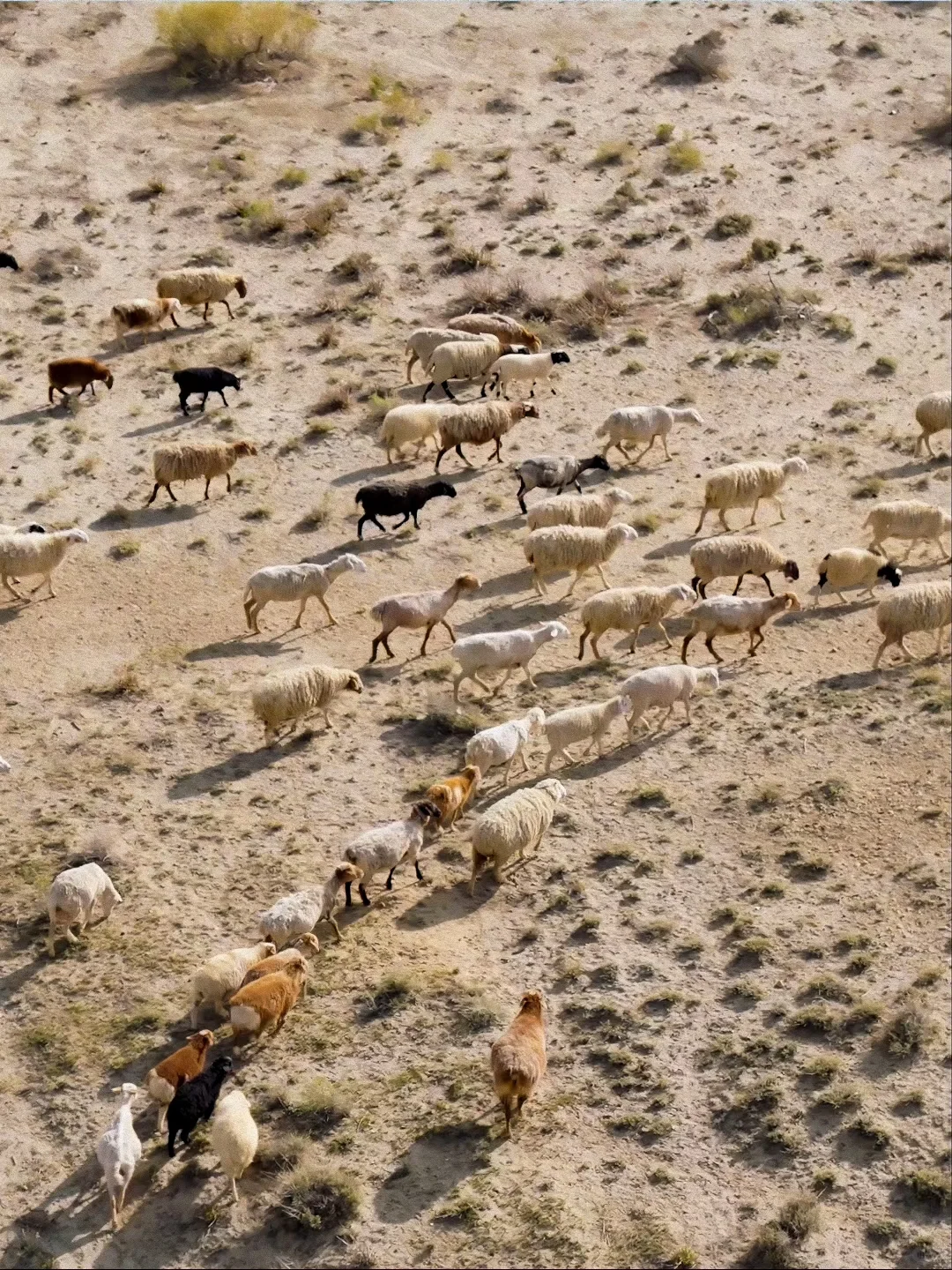 7月的新疆，一定会刷新你对夏天的想象！