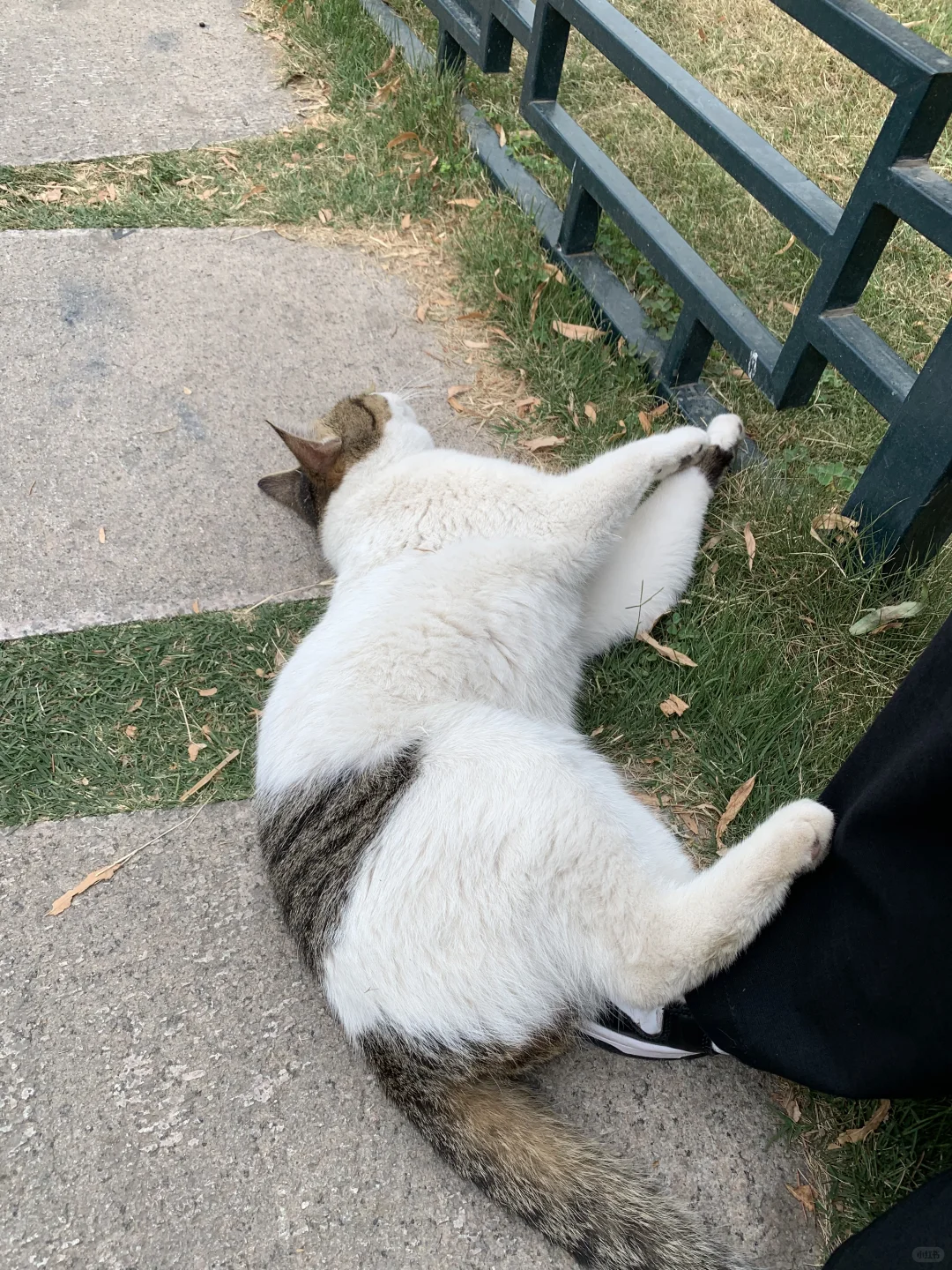 总得来趟老舍笔下的济南