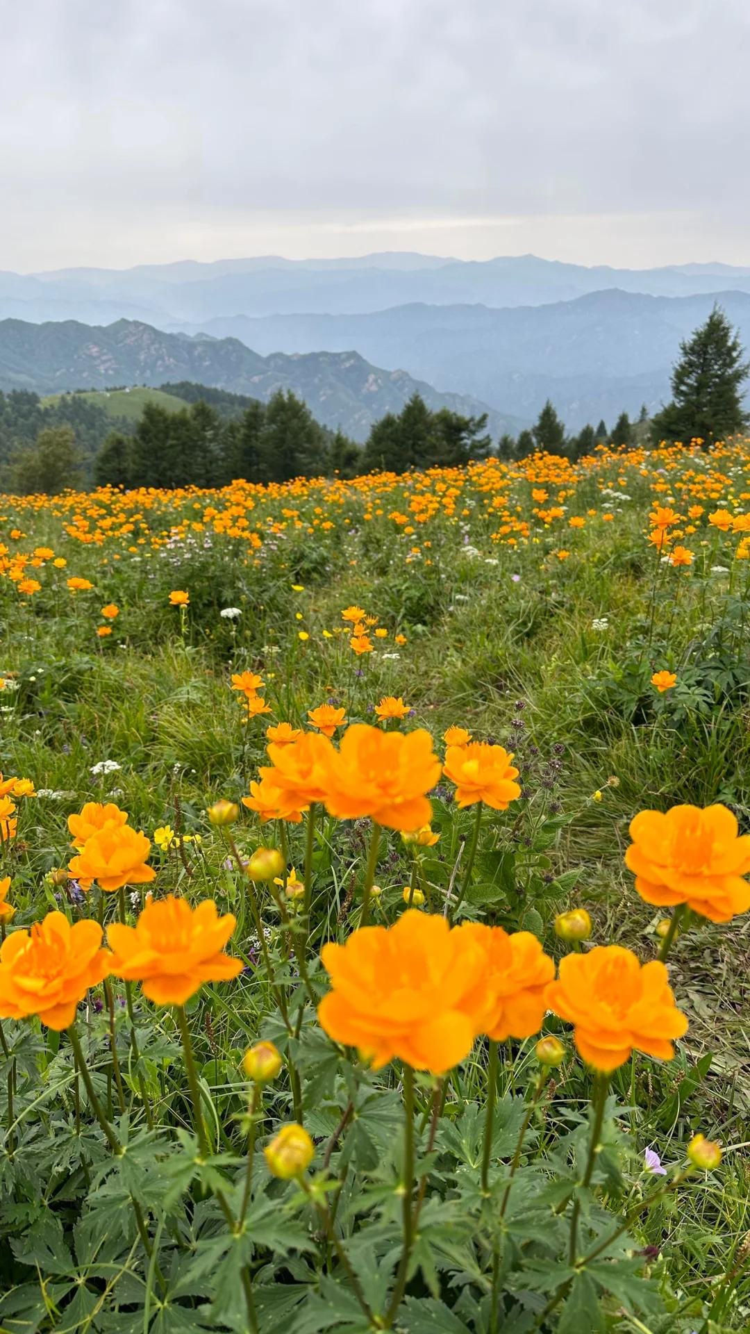 南北驼梁——看最美金莲花