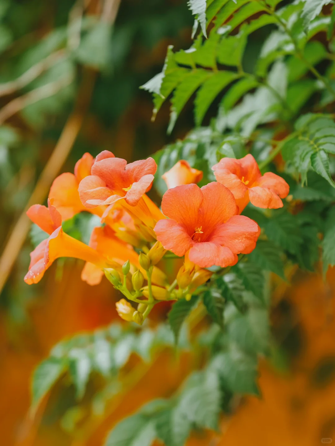 被苏州这极致的中式传统凌霄花美学❗️惊到了