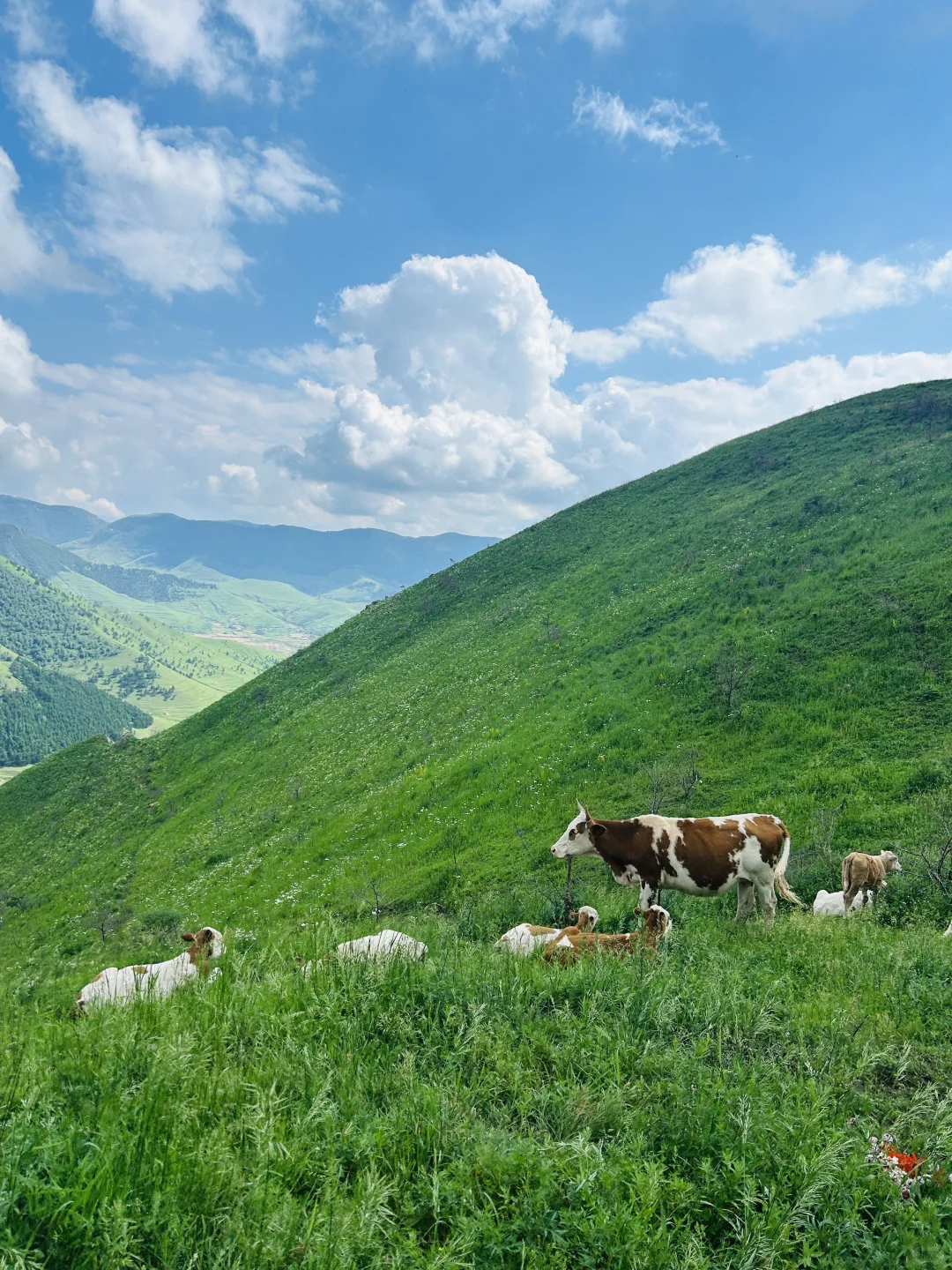 北京周边📷｜出片率200%的麻田岭⛰️