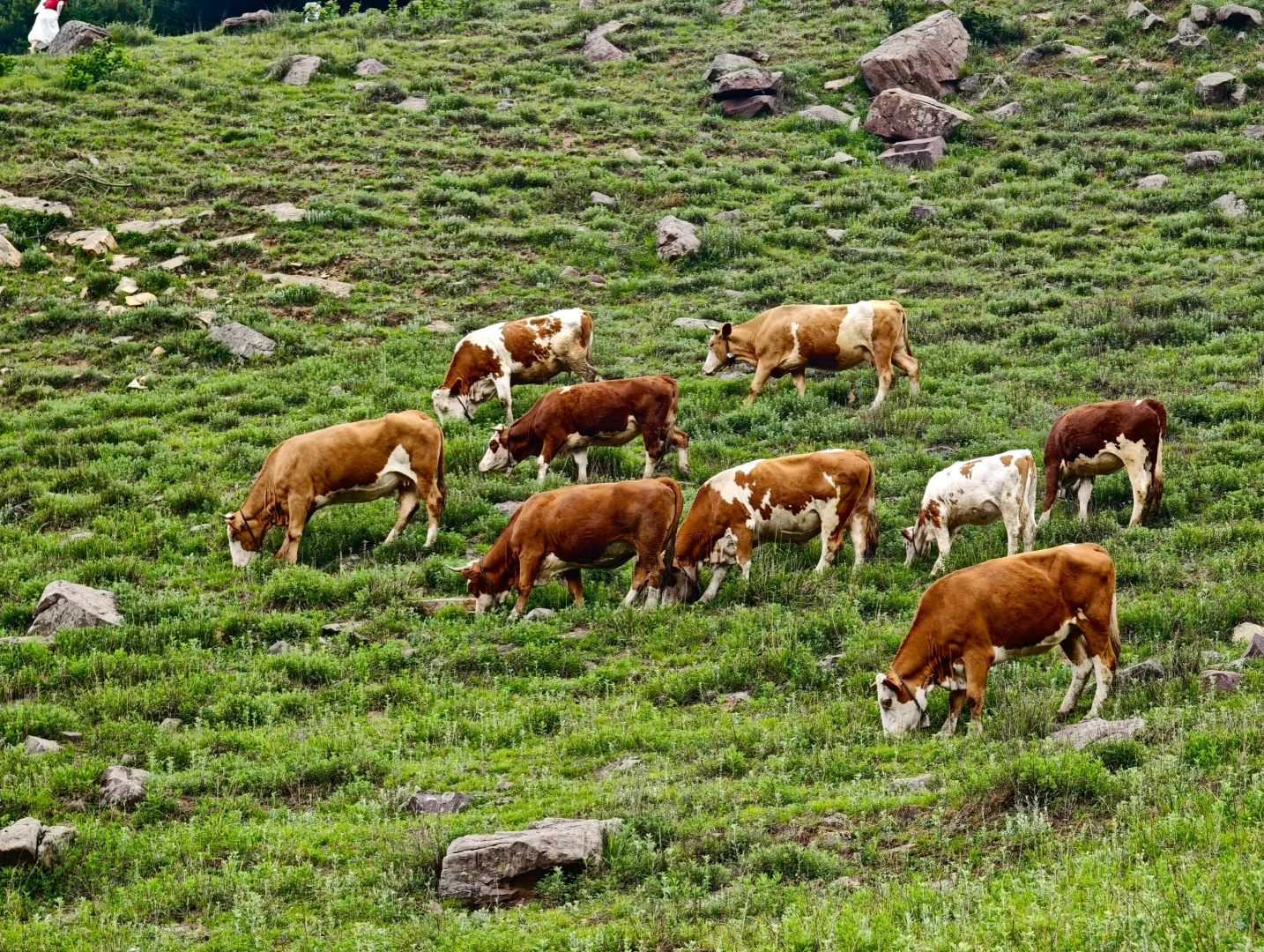 河北有自己的阿勒泰！走马槽草原一日游🌿