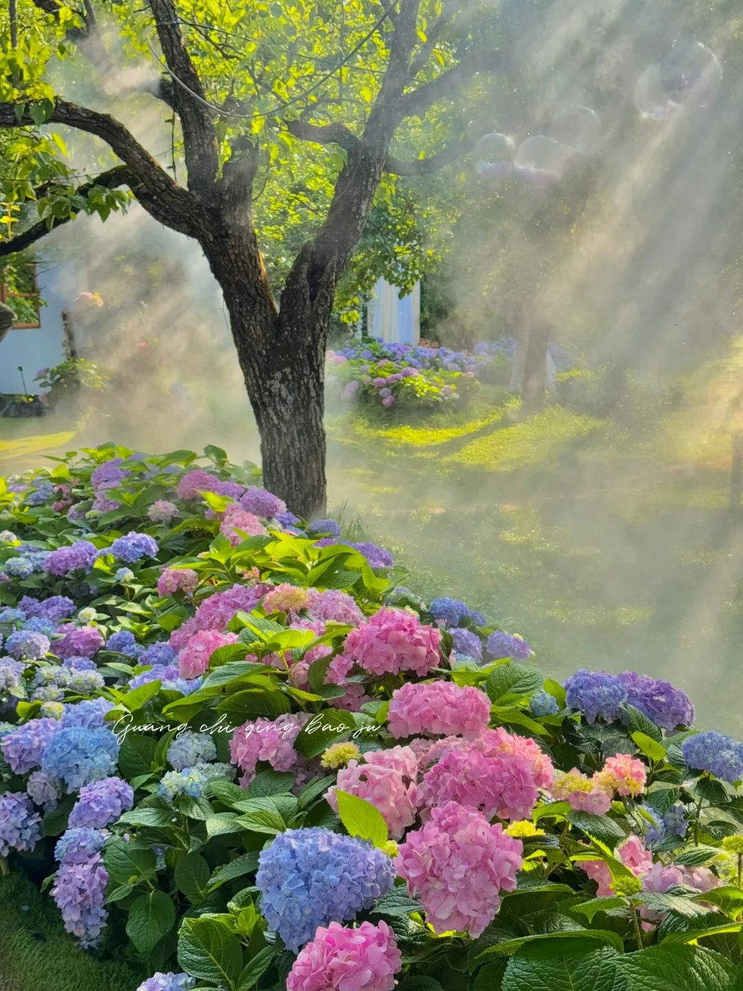 昆明花海🪻这片爱丽丝仙境太美啦！