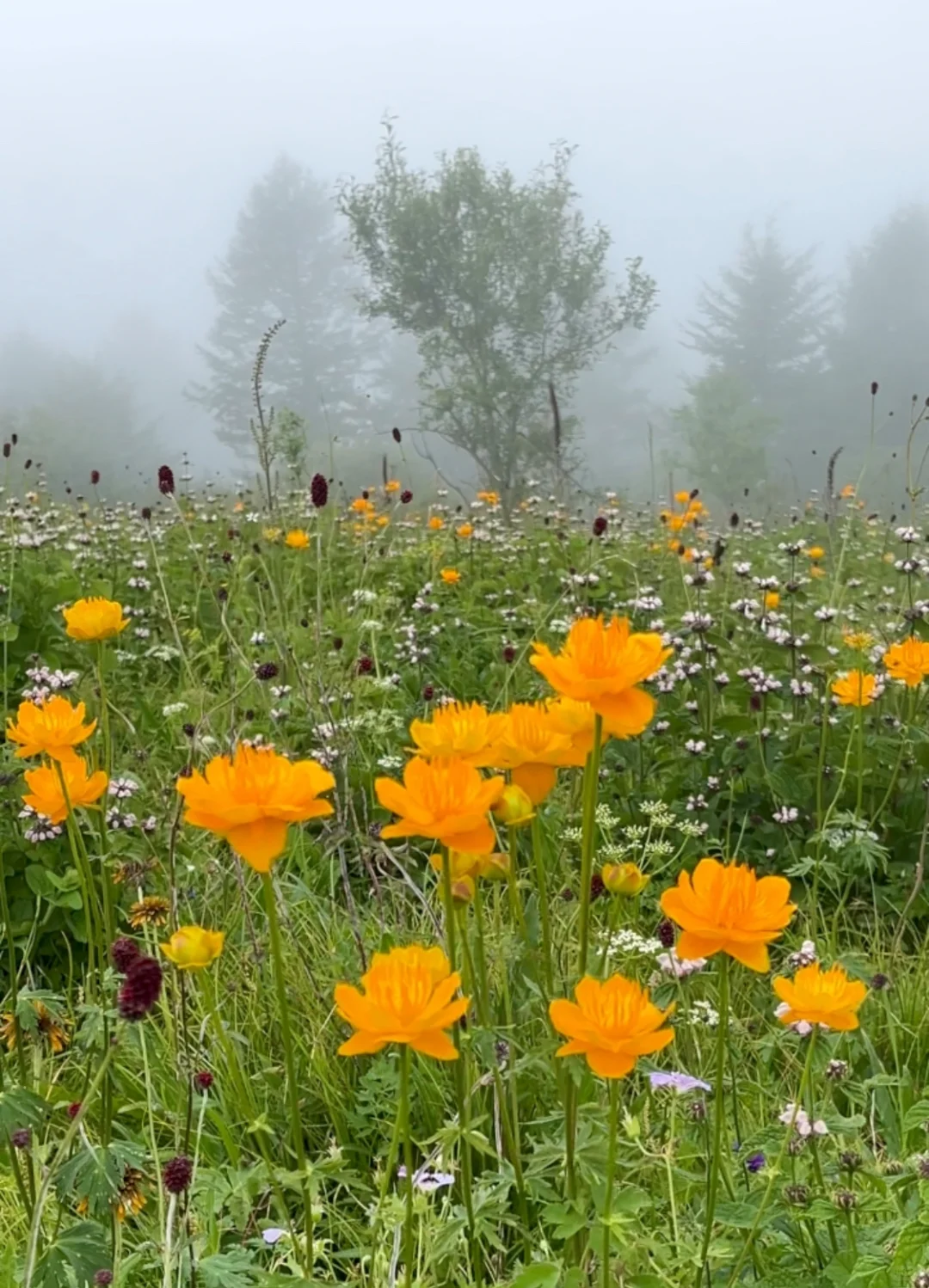 南北驼梁——看最美金莲花