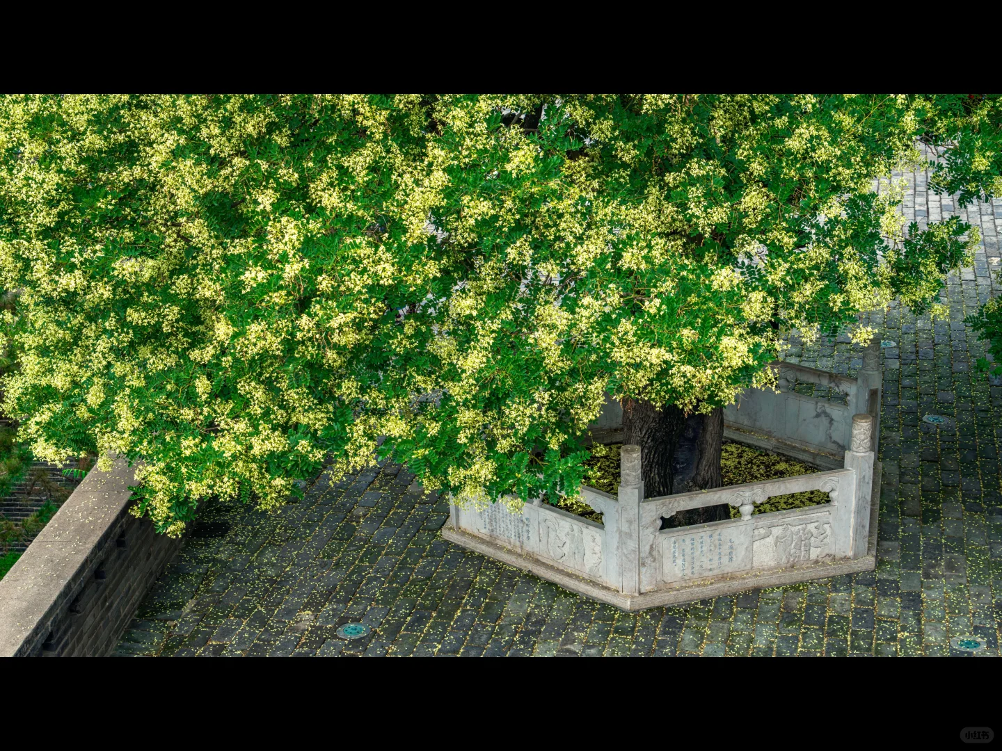 500岁的槐树一开花，邯郸丛台瞬间封神🌳