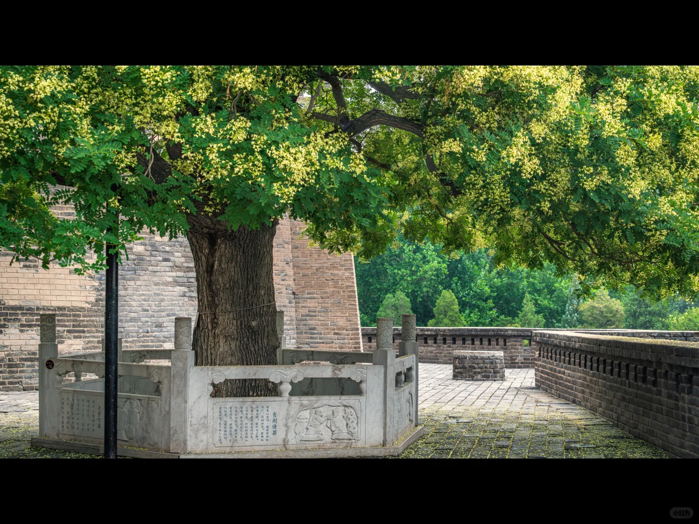 500岁的槐树一开花，邯郸丛台瞬间封神🌳