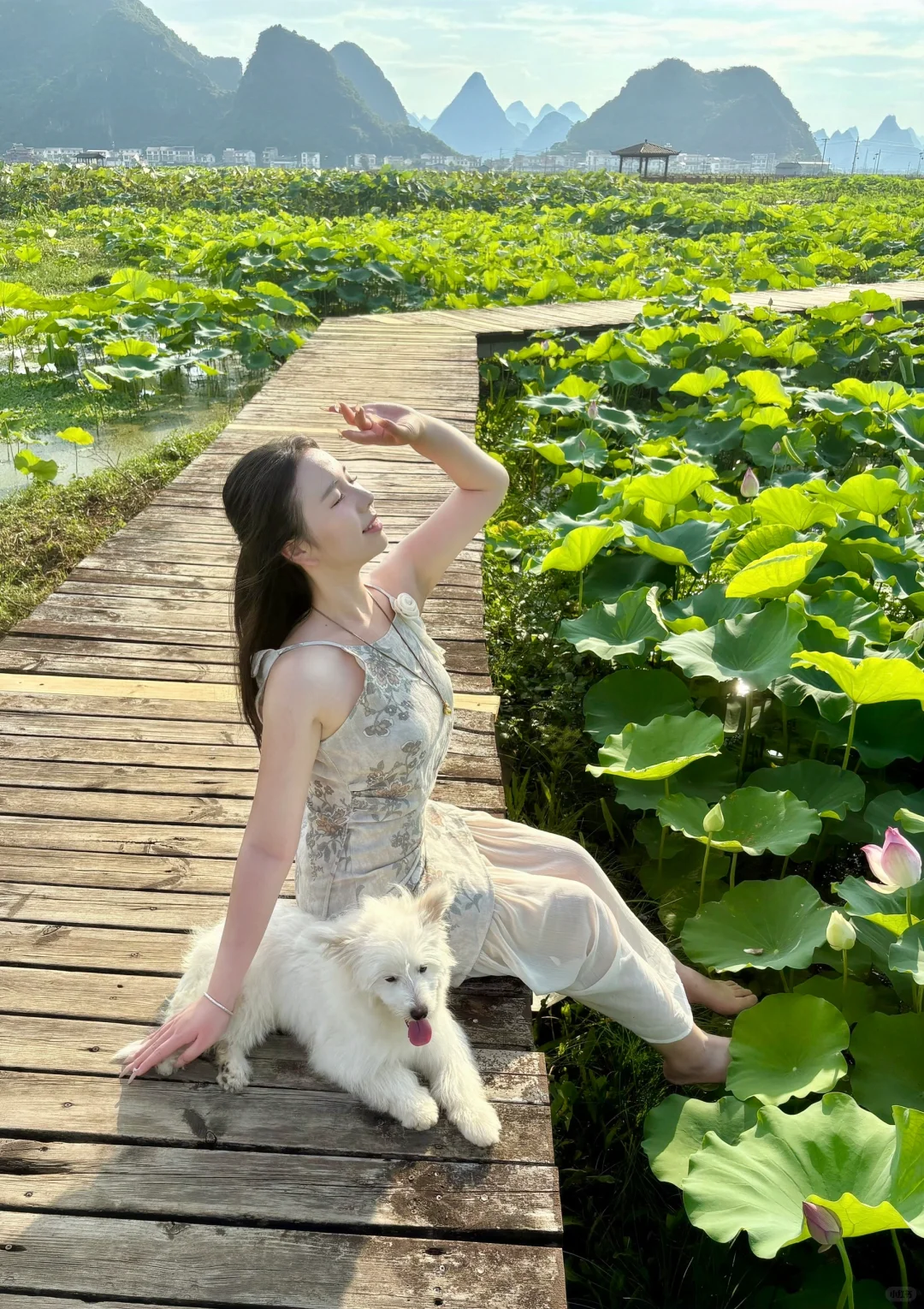 在柳州❗️带我的狗狗去百朋看荷花🪷