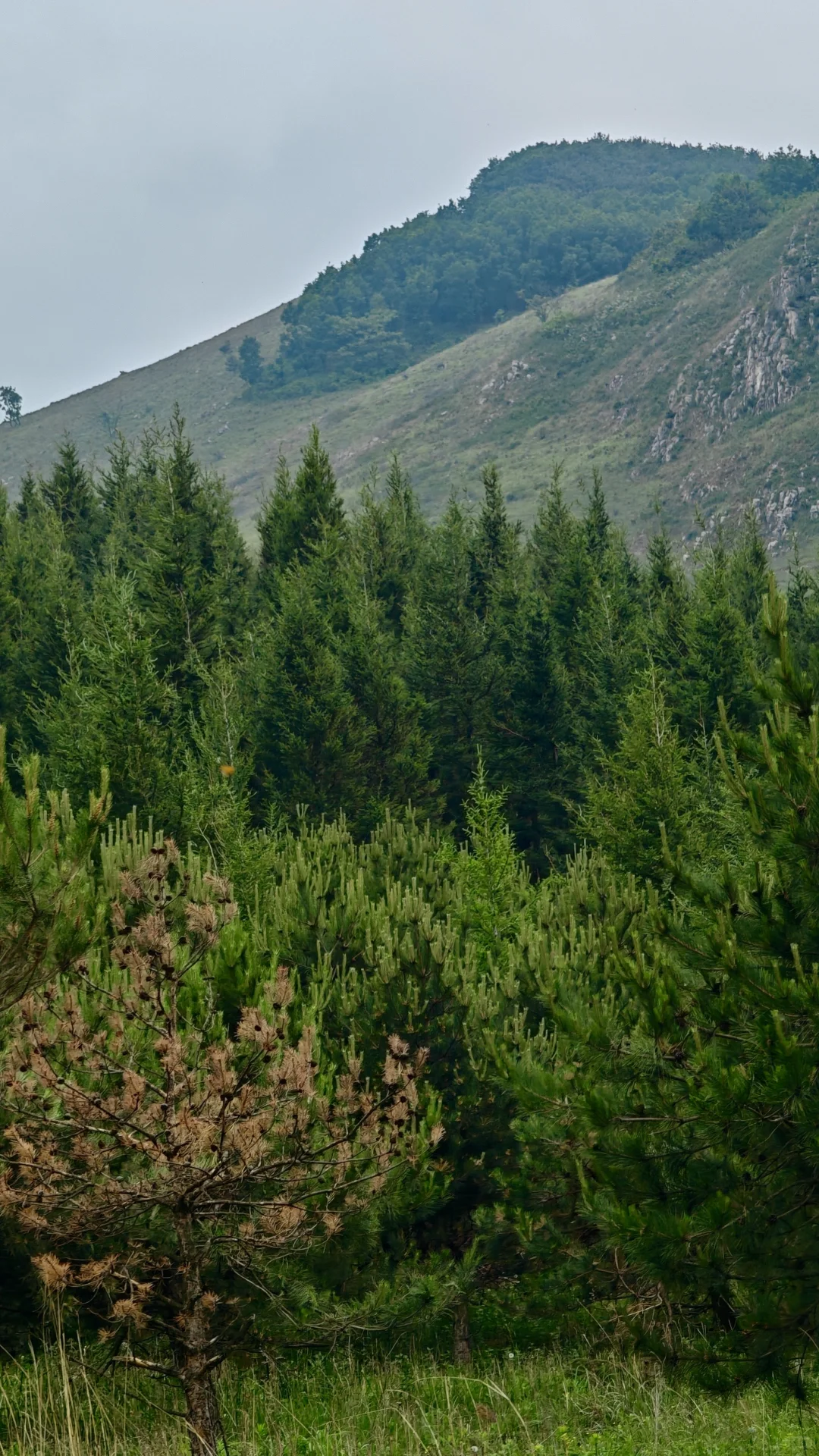 河北有自己的阿勒泰！走马槽草原一日游🌿