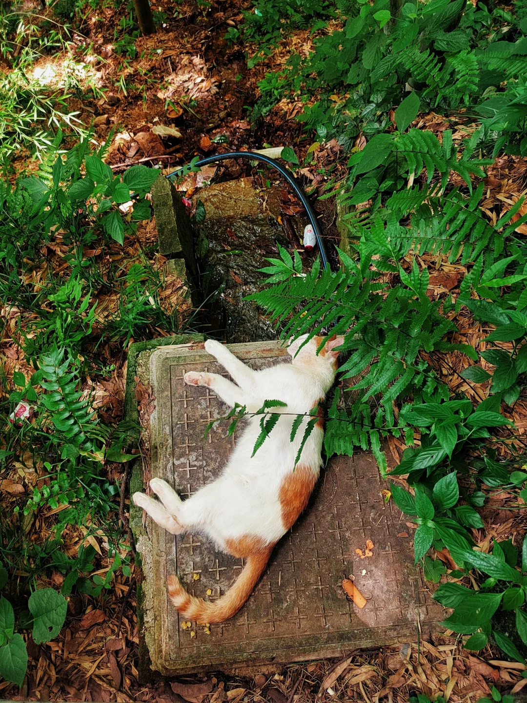 杭州灵隐寺|禅意千年,心归处