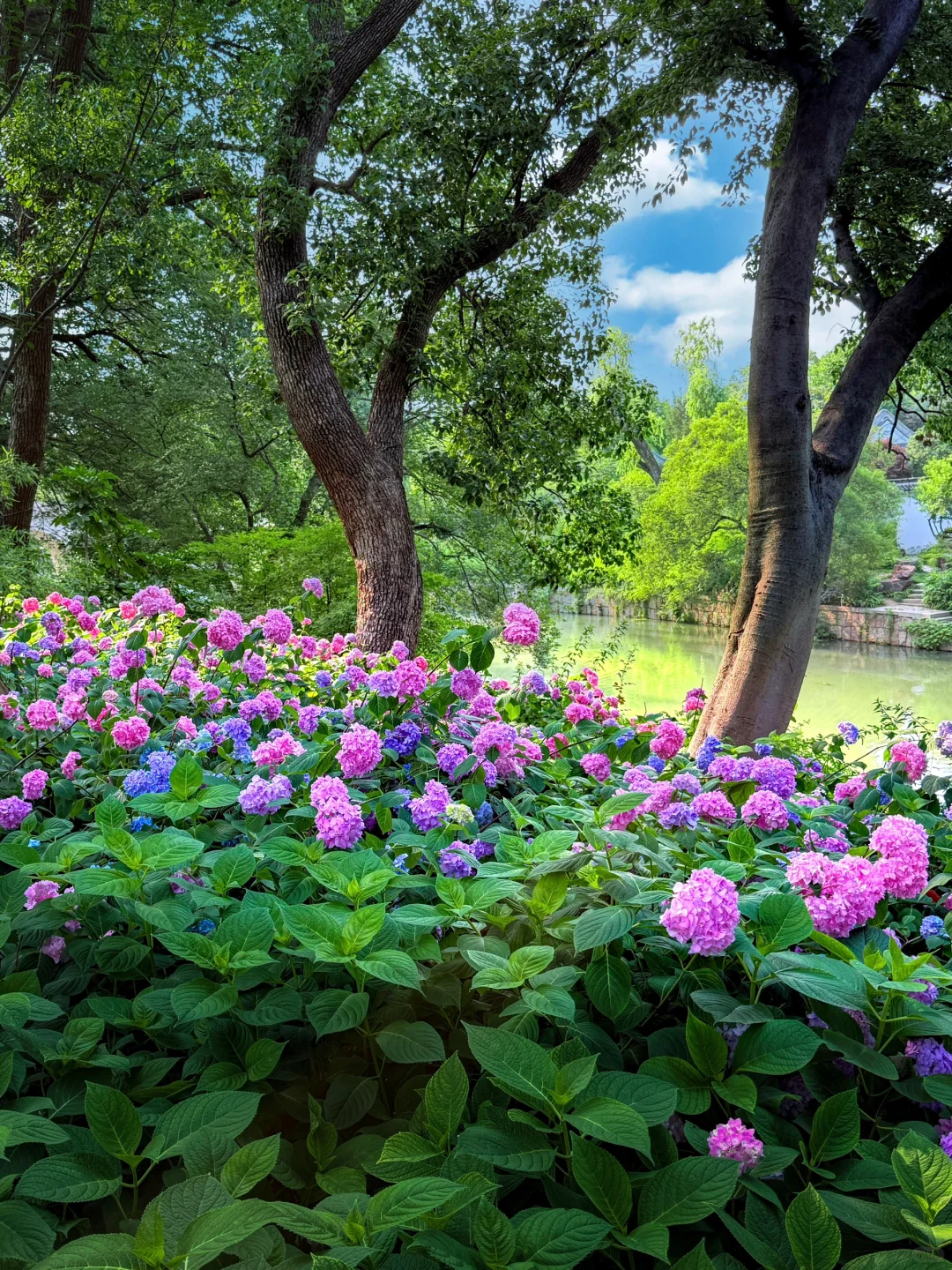 被苏州这极致的中式传统凌霄花美学❗️惊到了