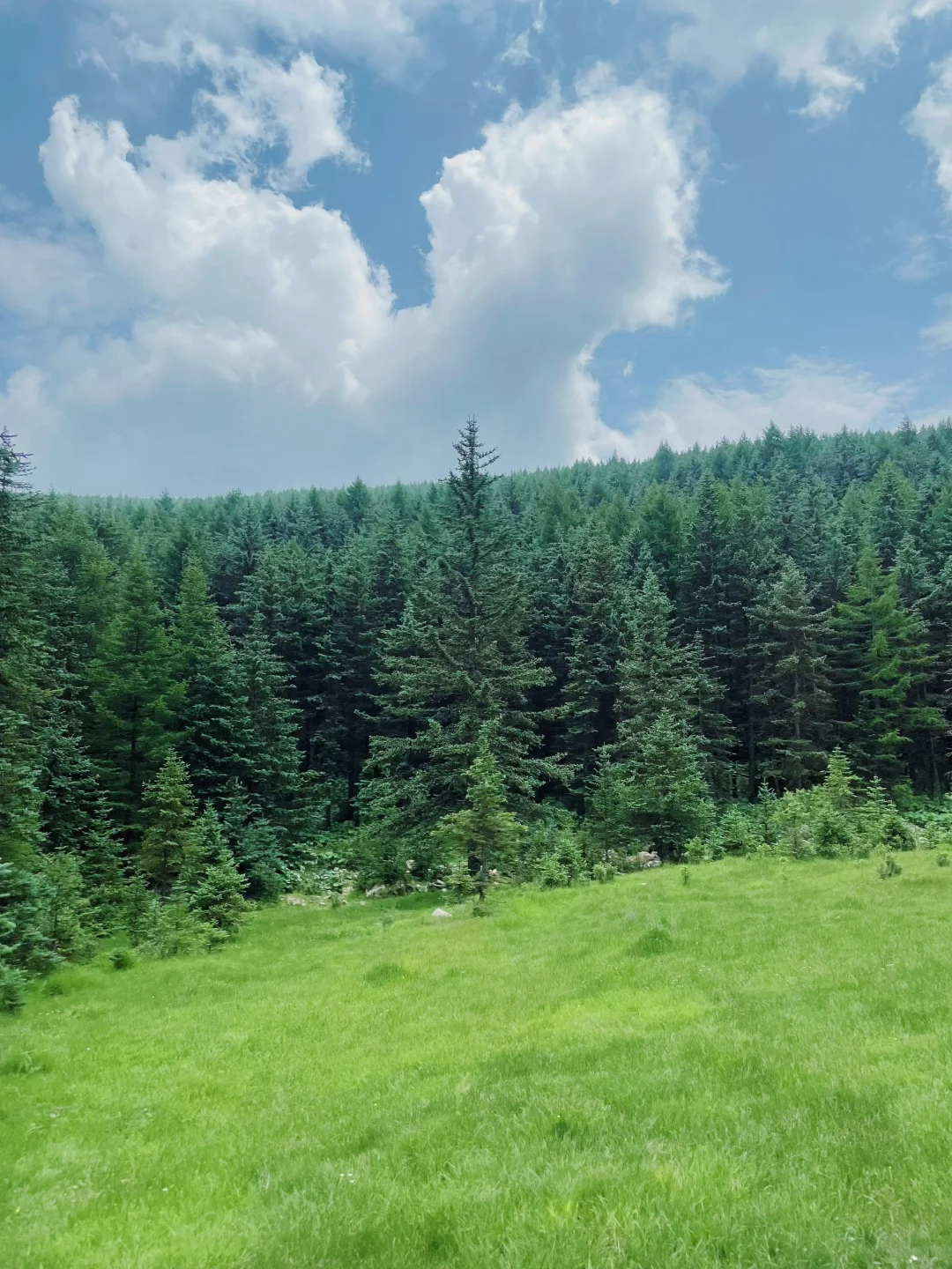 荷叶坪 森林的海