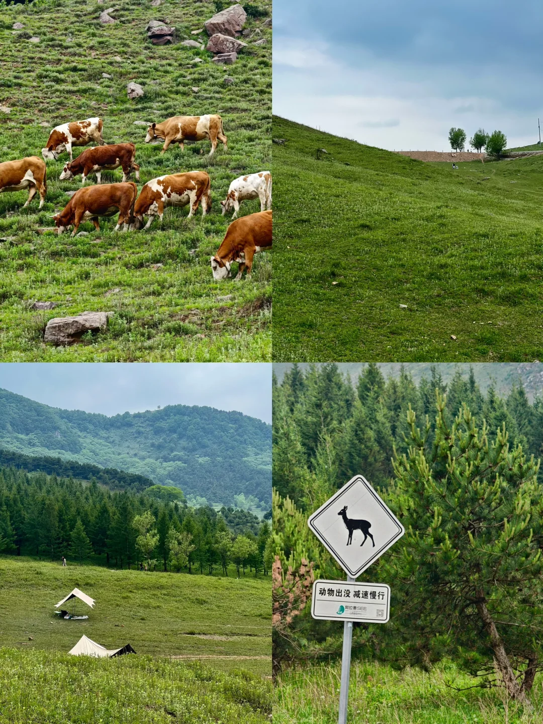 河北有自己的阿勒泰！走马槽草原一日游🌿