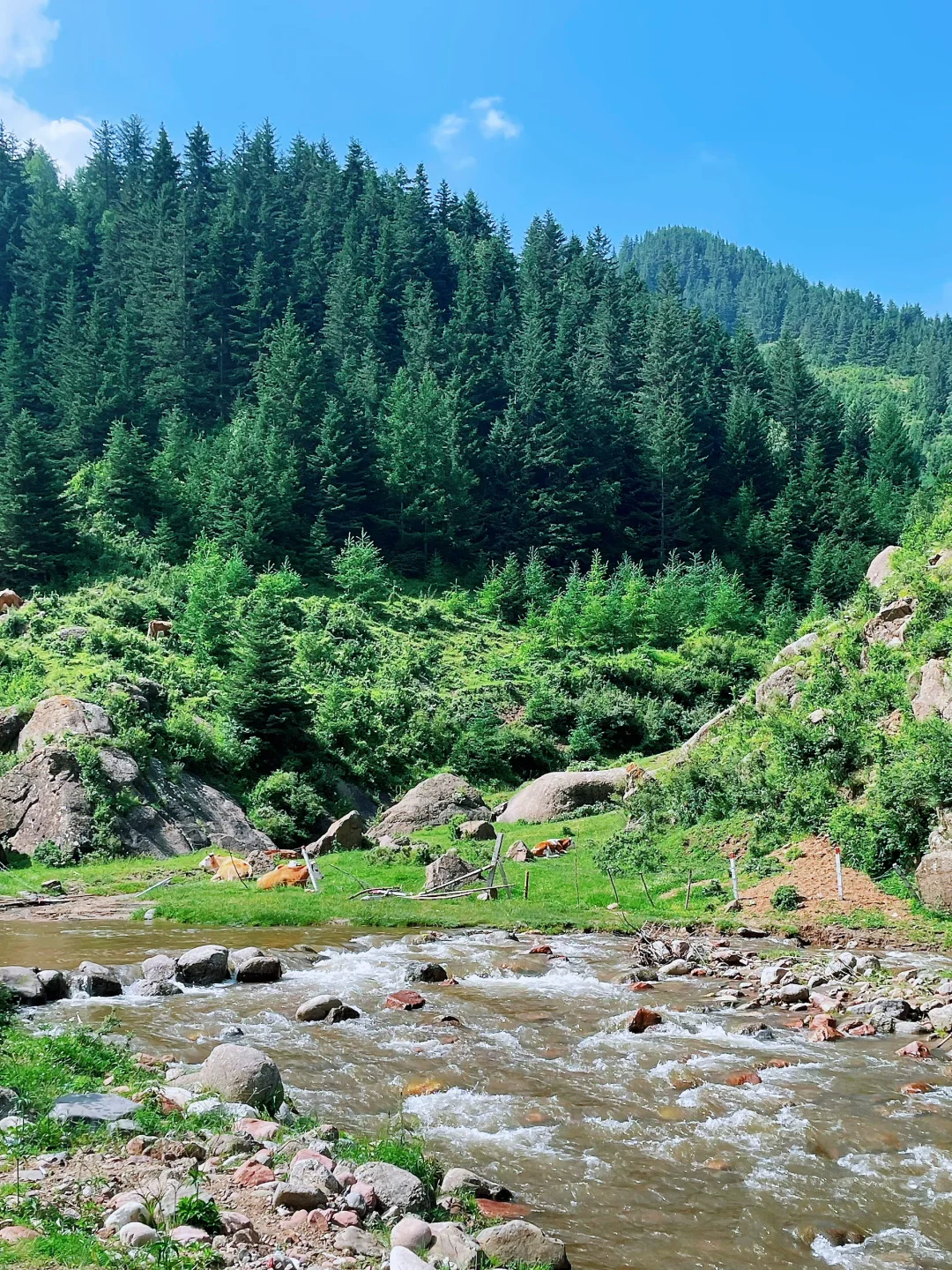 荷叶坪 森林的海