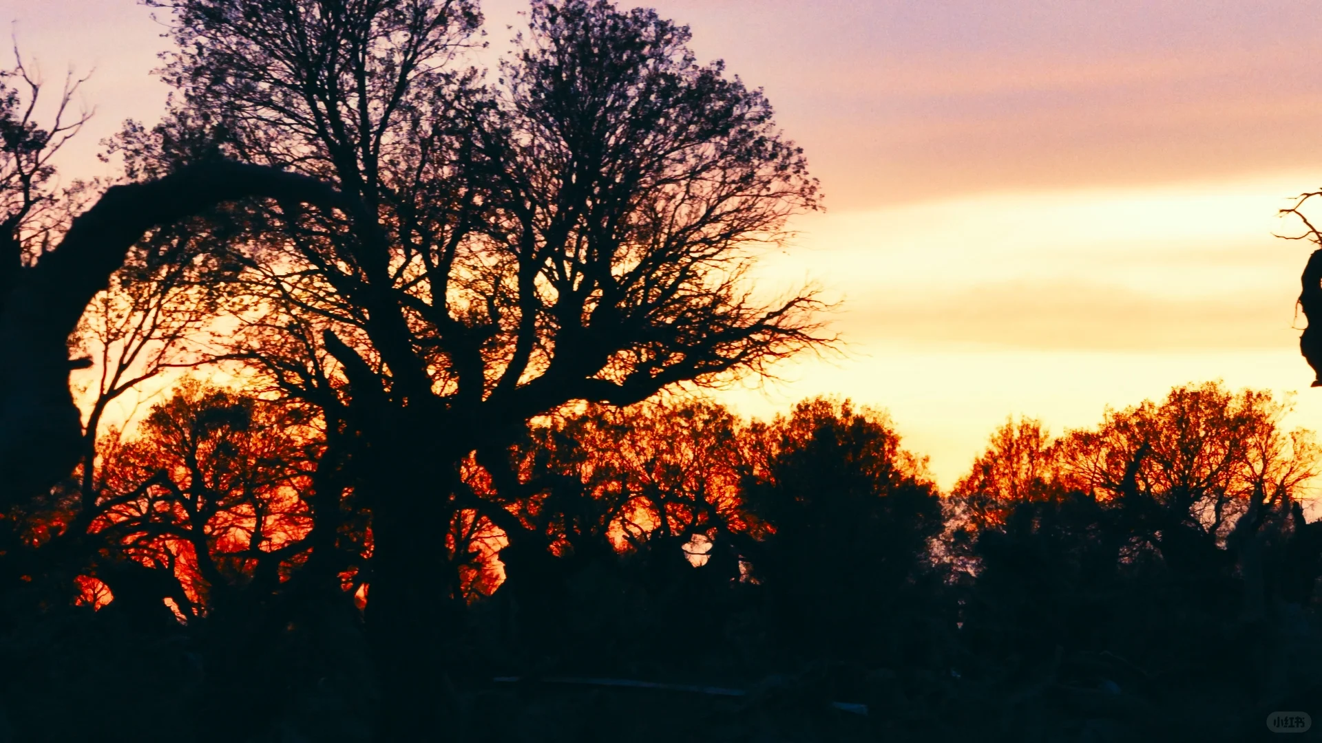 新疆第一站！哈密伊吾胡杨 + 市区一日游