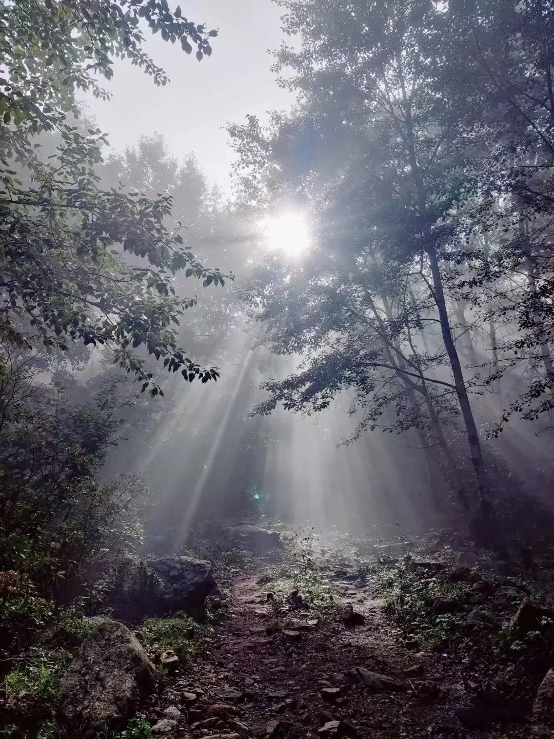 南北驼梁——看最美金莲花