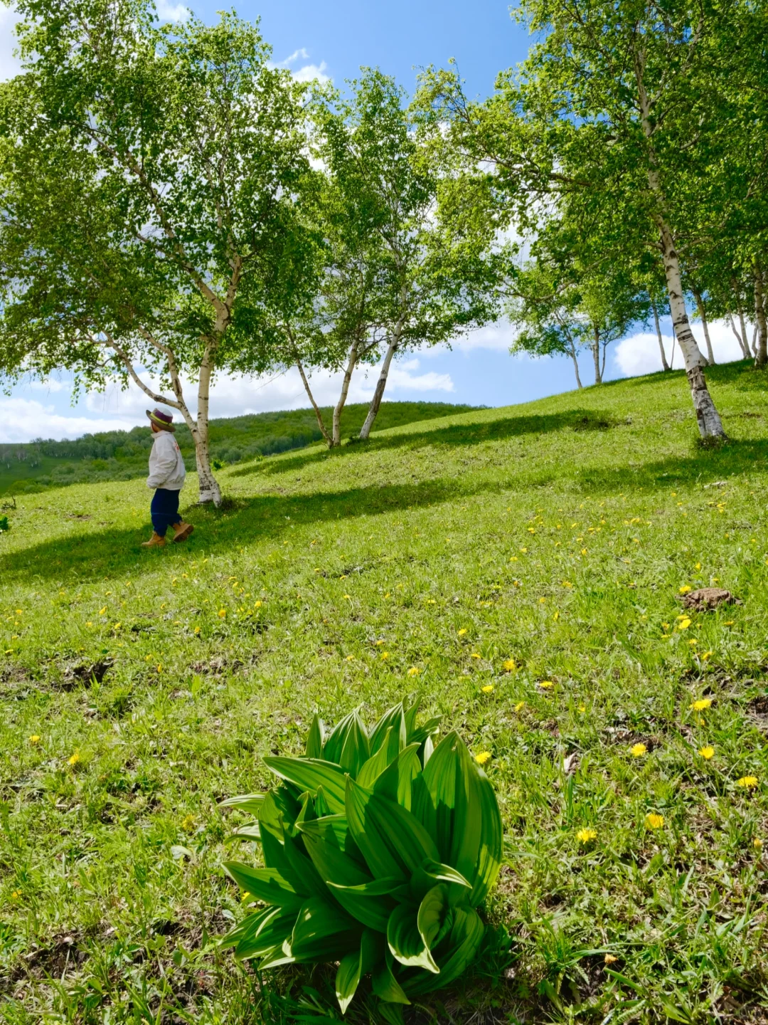坝上草原 原来蕞美的风景居然都免费🆓