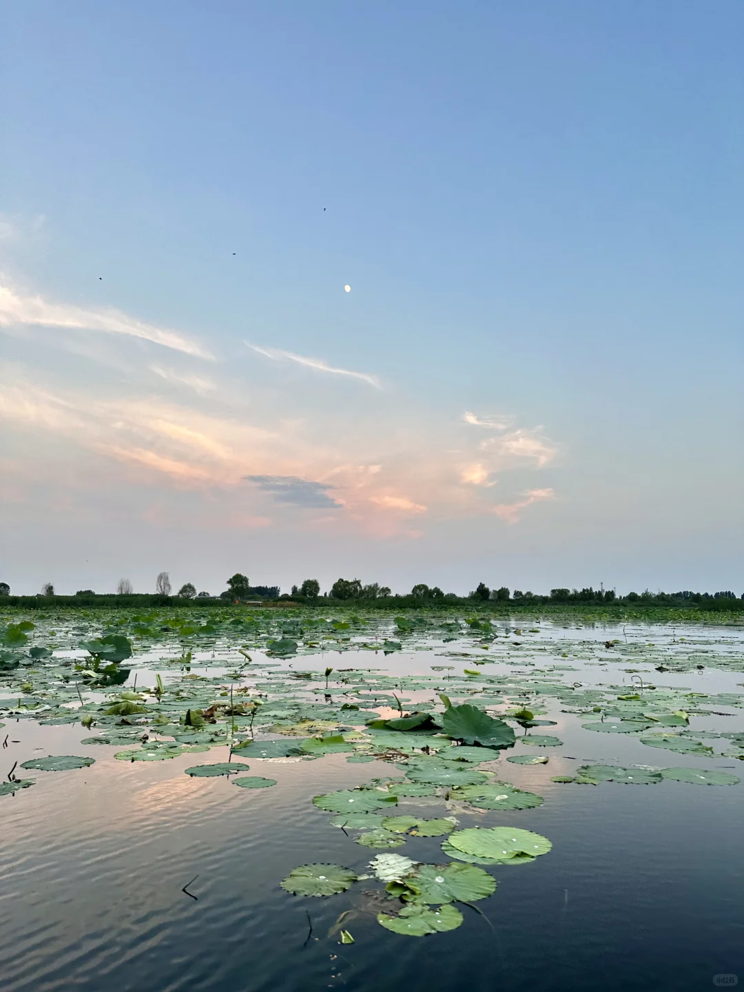 真的不敢相信！在白洋淀遇到了坠美日落🌅
