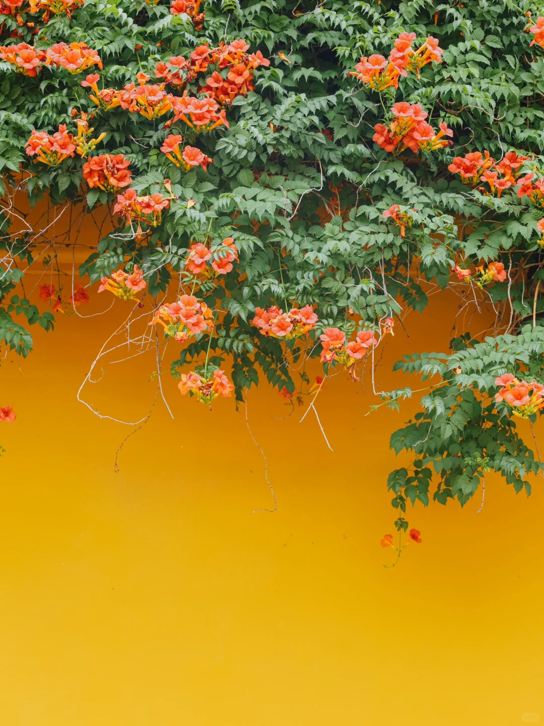 被苏州这极致的中式传统凌霄花美学❗️惊到了