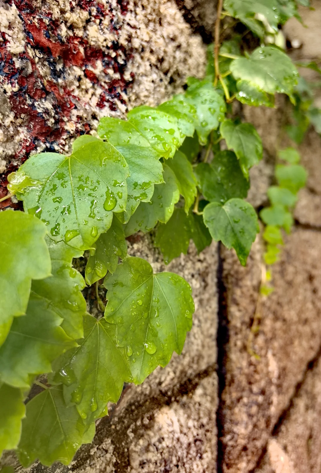玩儿在青岛--崂山景区