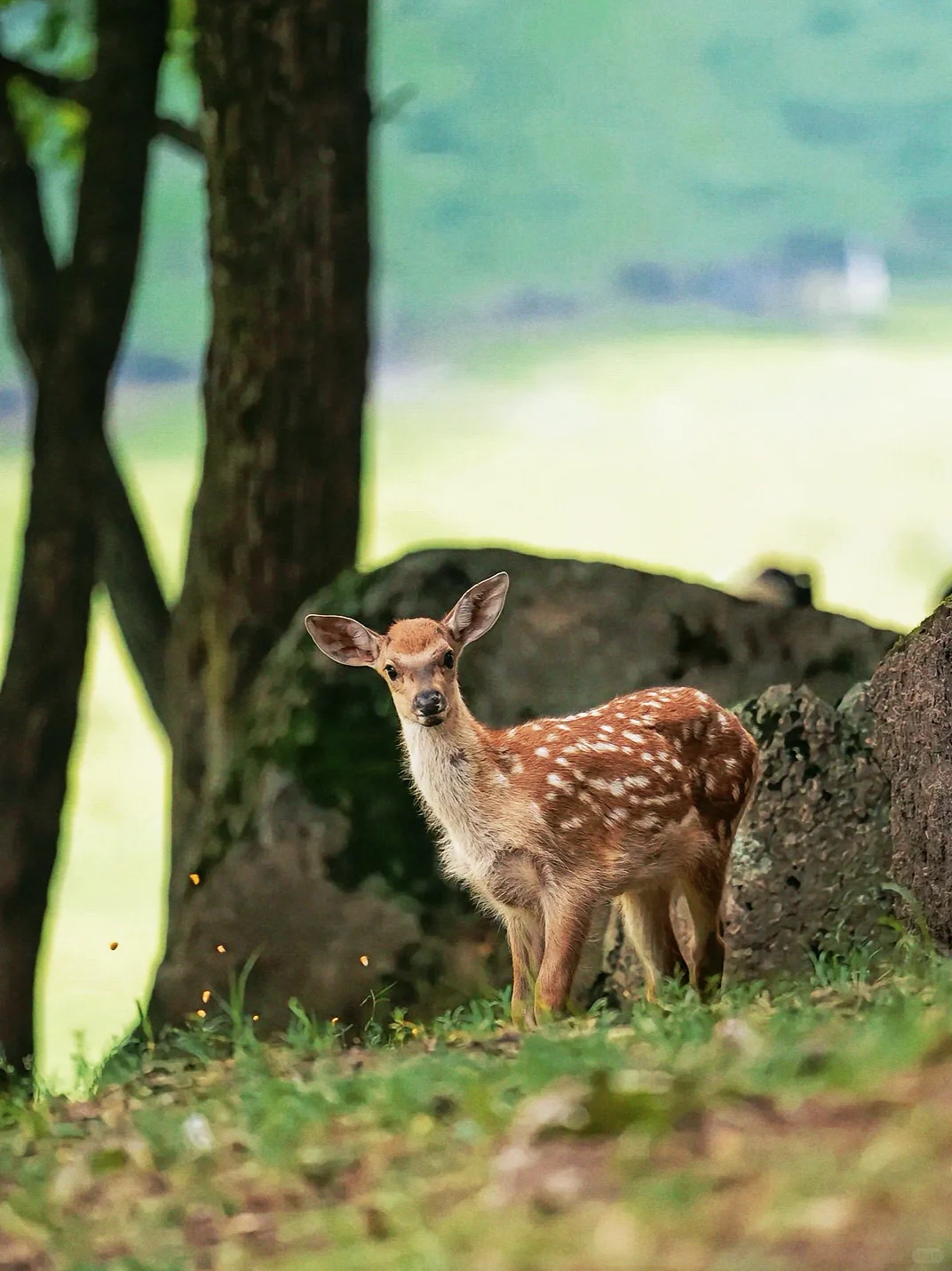 被治愈的生活底片，你抓住了嘛？