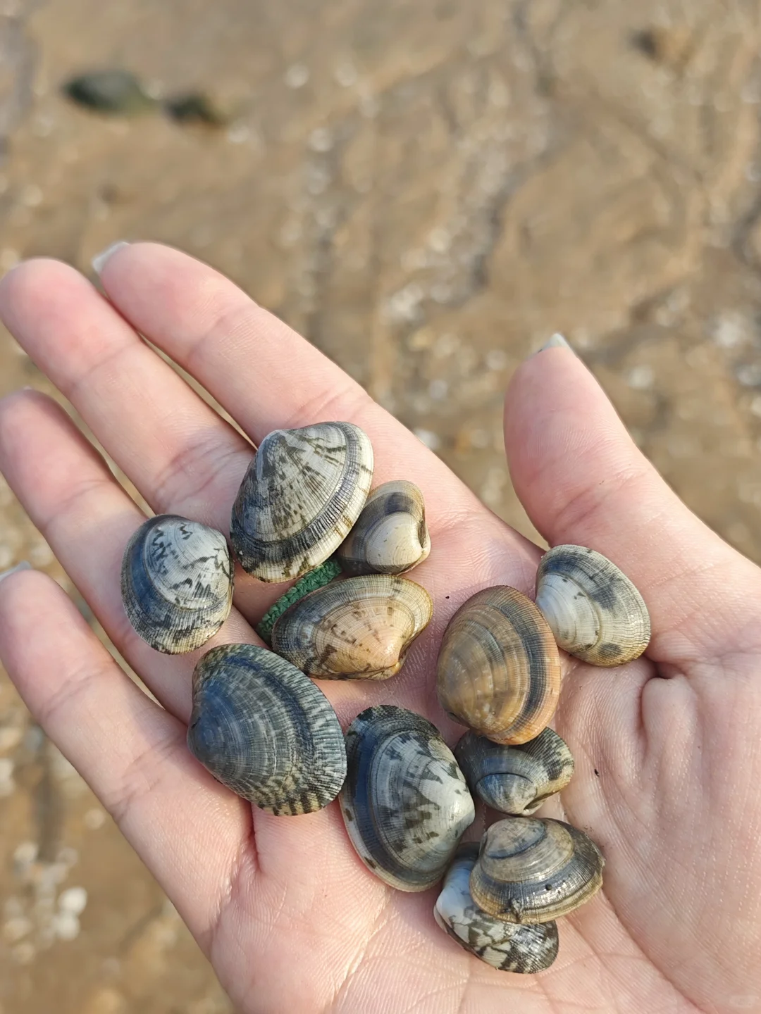 是自由自在的岚山啊