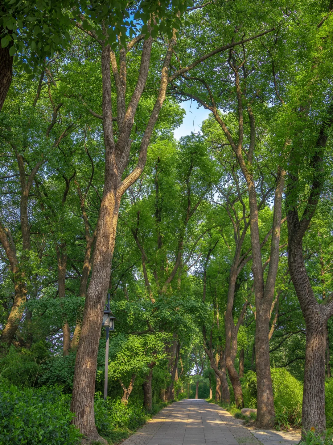 被苏州这极致的中式传统凌霄花美学❗️惊到了