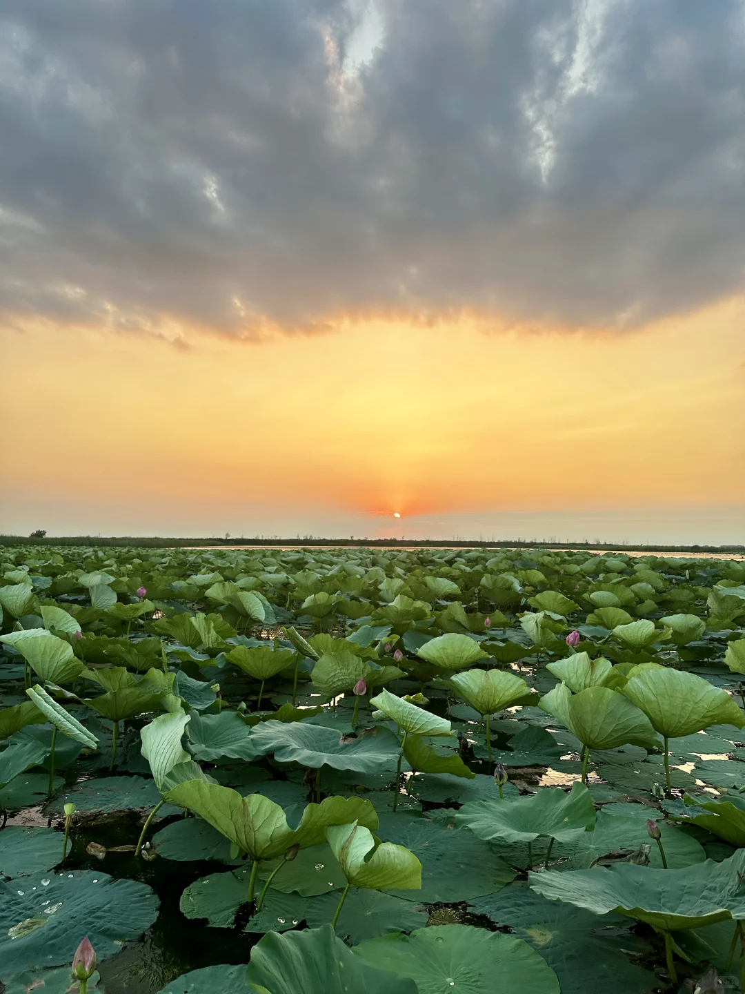 真的不敢相信！在白洋淀遇到了坠美日落🌅