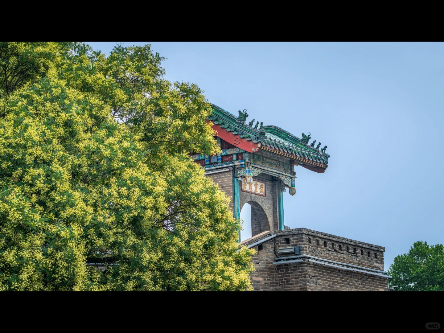 500岁的槐树一开花，邯郸丛台瞬间封神🌳