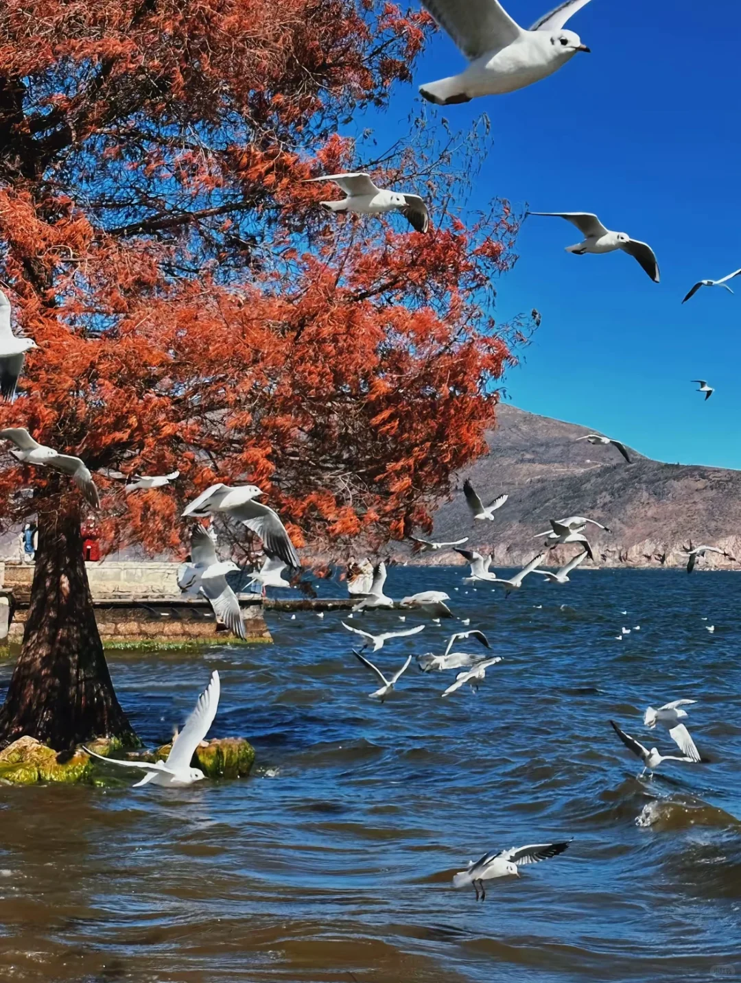 云南6天5晚攻略（预算1000➕）旅游方案