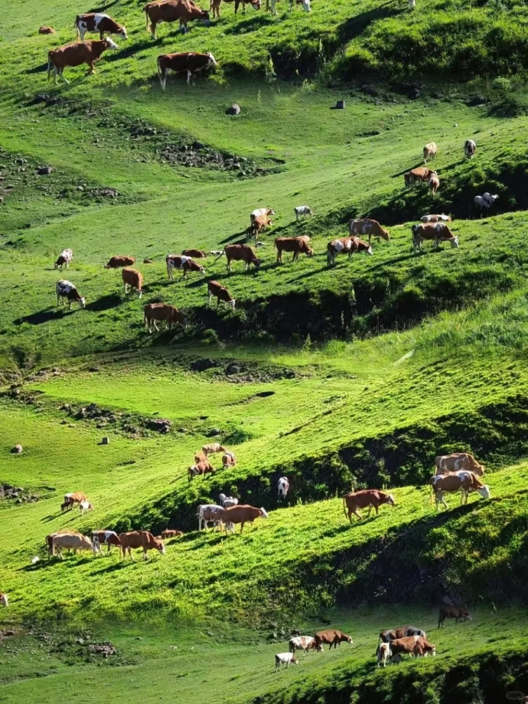 这里不是阿勒泰 是河北蔚县