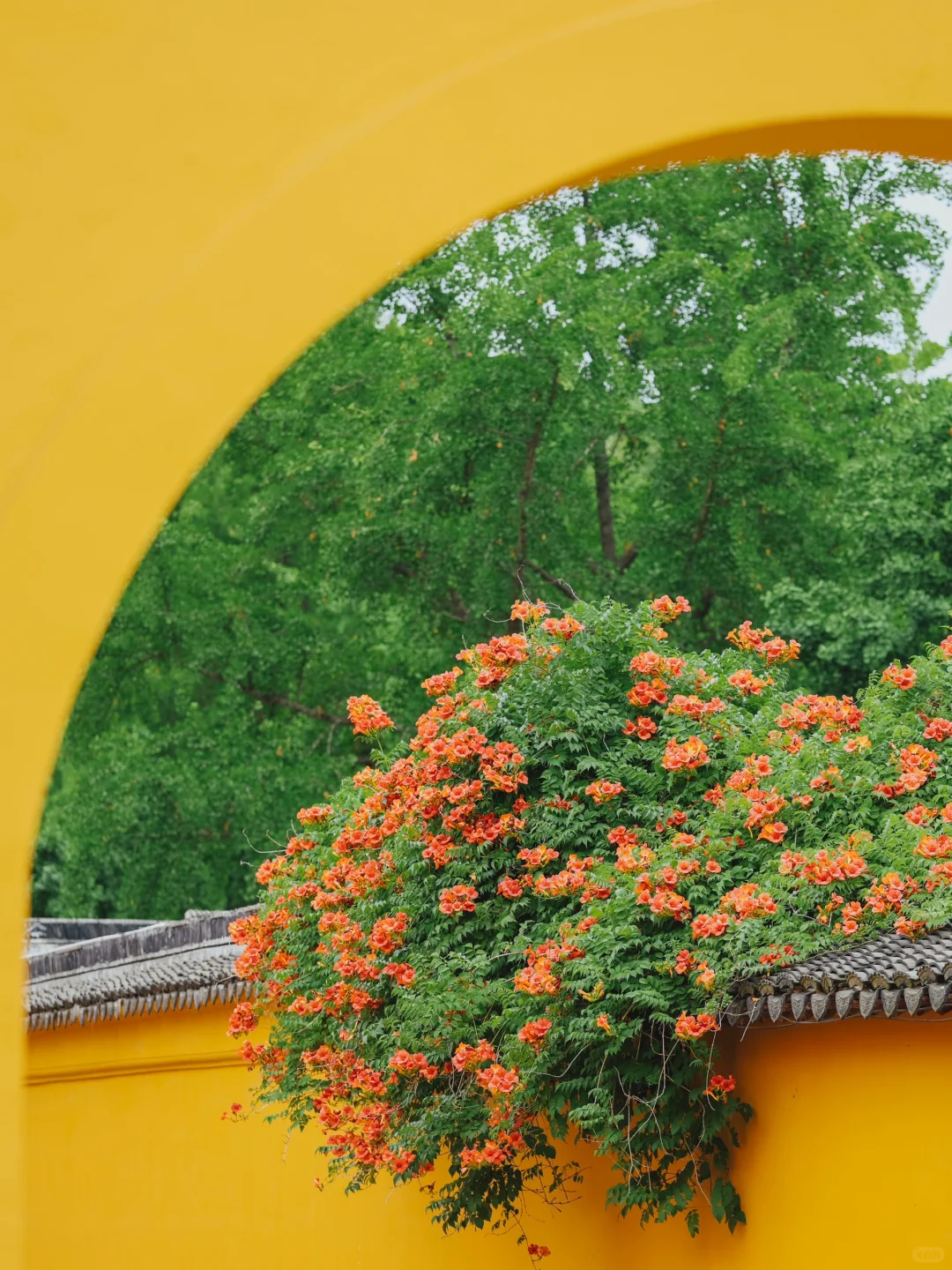 被苏州这极致的中式传统凌霄花美学❗️惊到了