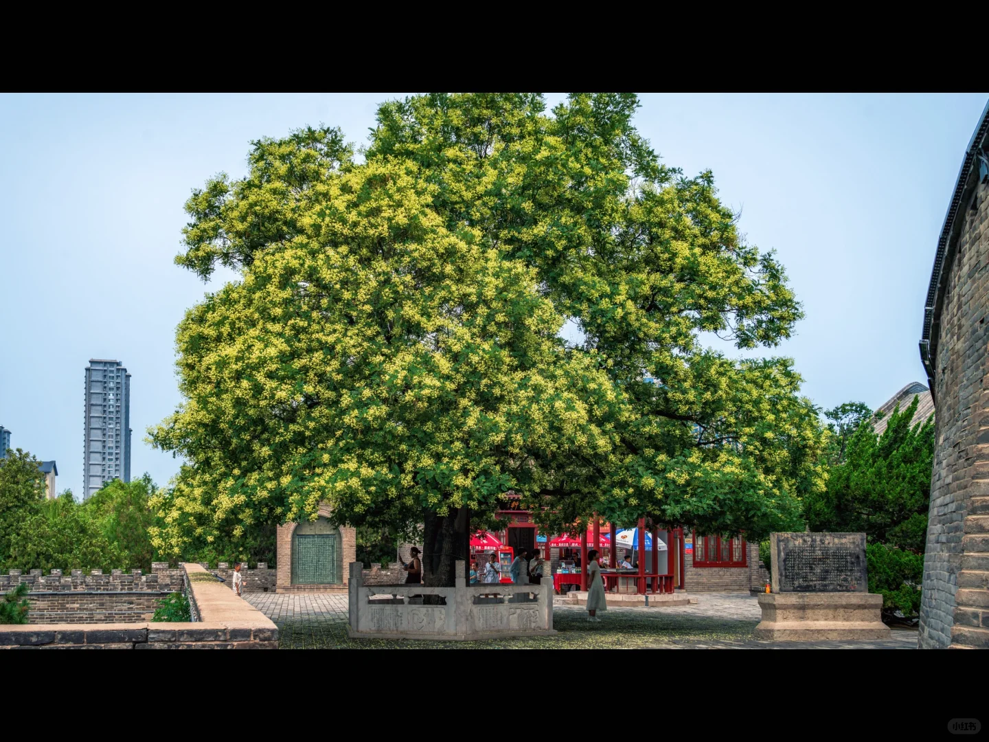 500岁的槐树一开花，邯郸丛台瞬间封神🌳