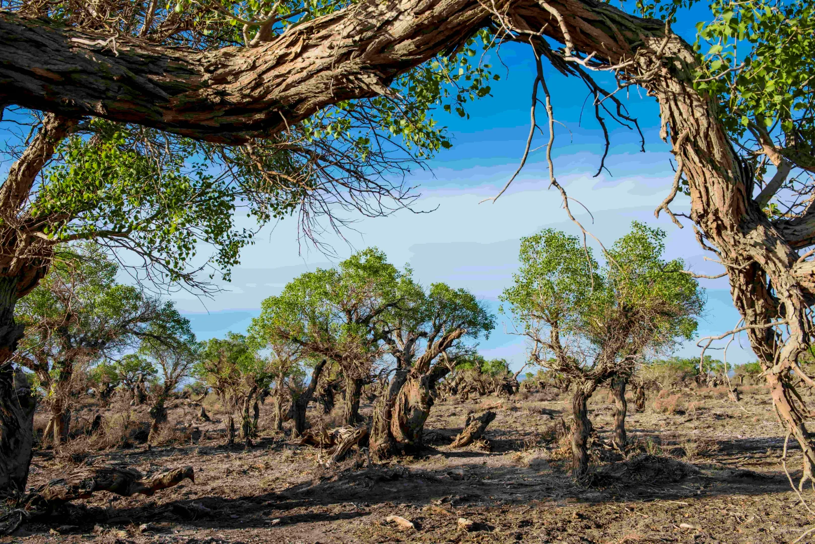 新疆第一站！哈密伊吾胡杨 + 市区一日游
