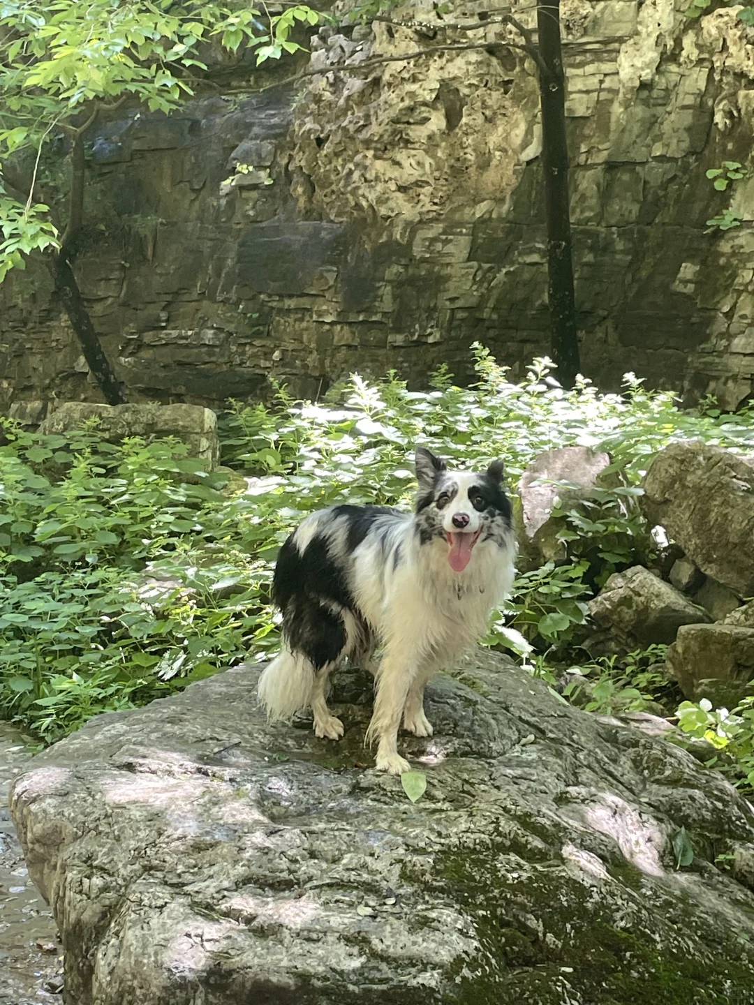 夏日避暑宝藏地|赶快躲进这天然氧吧🍃