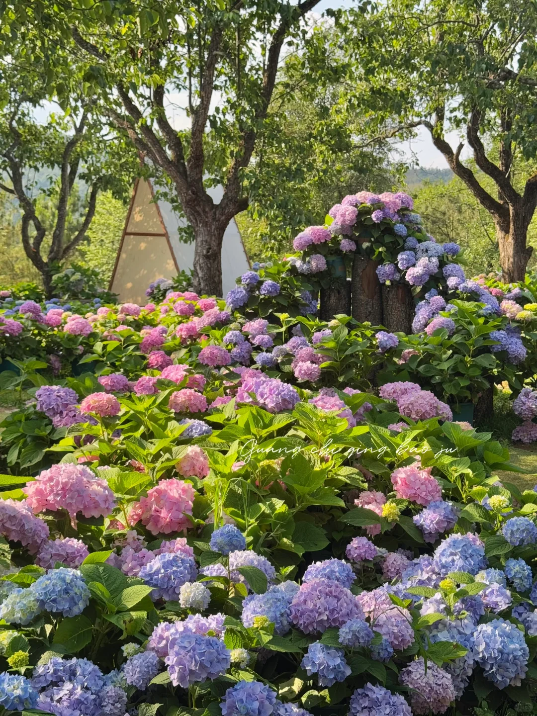 昆明花海🪻这片爱丽丝仙境太美啦！