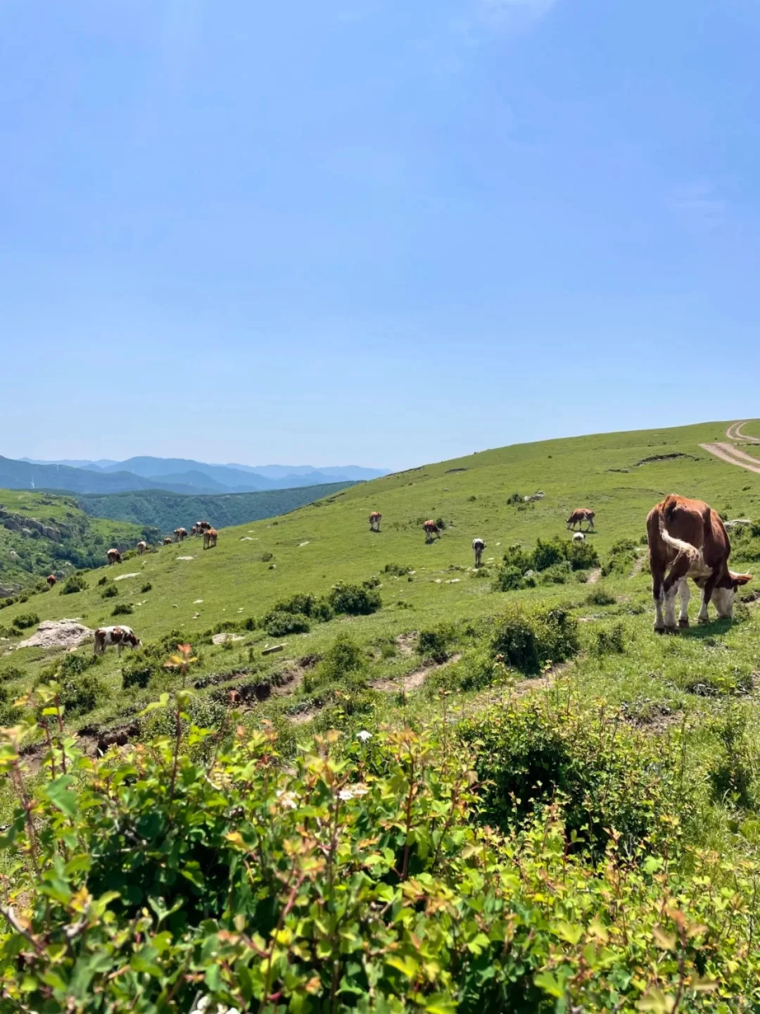这里不是阿勒泰 是河北蔚县