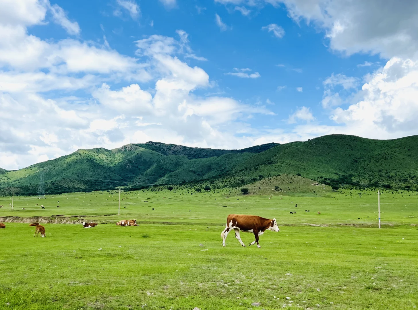 这样的草原谁不爱呢🐎离辽宁很近的草原