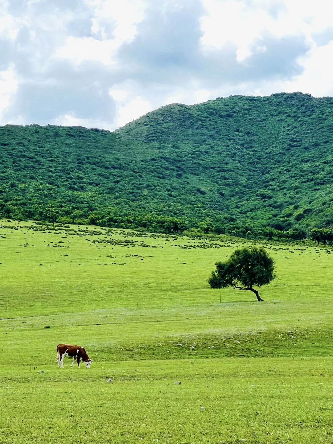 这样的草原谁不爱呢🐎离辽宁很近的草原