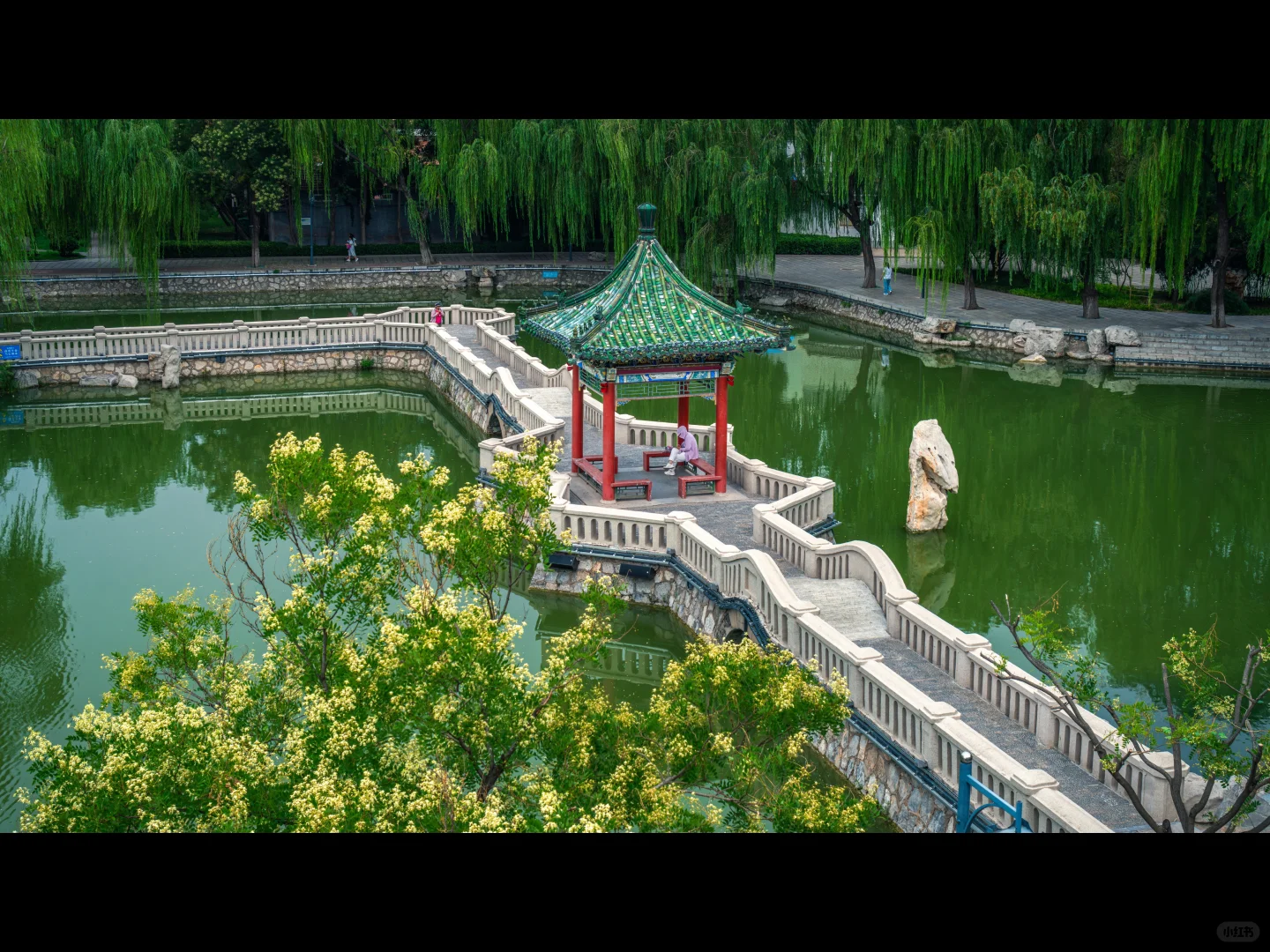 500岁的槐树一开花，邯郸丛台瞬间封神🌳