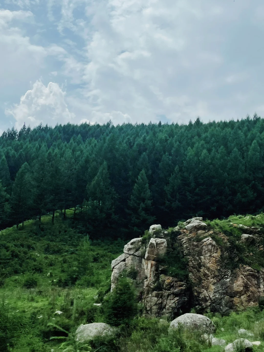 荷叶坪 森林的海