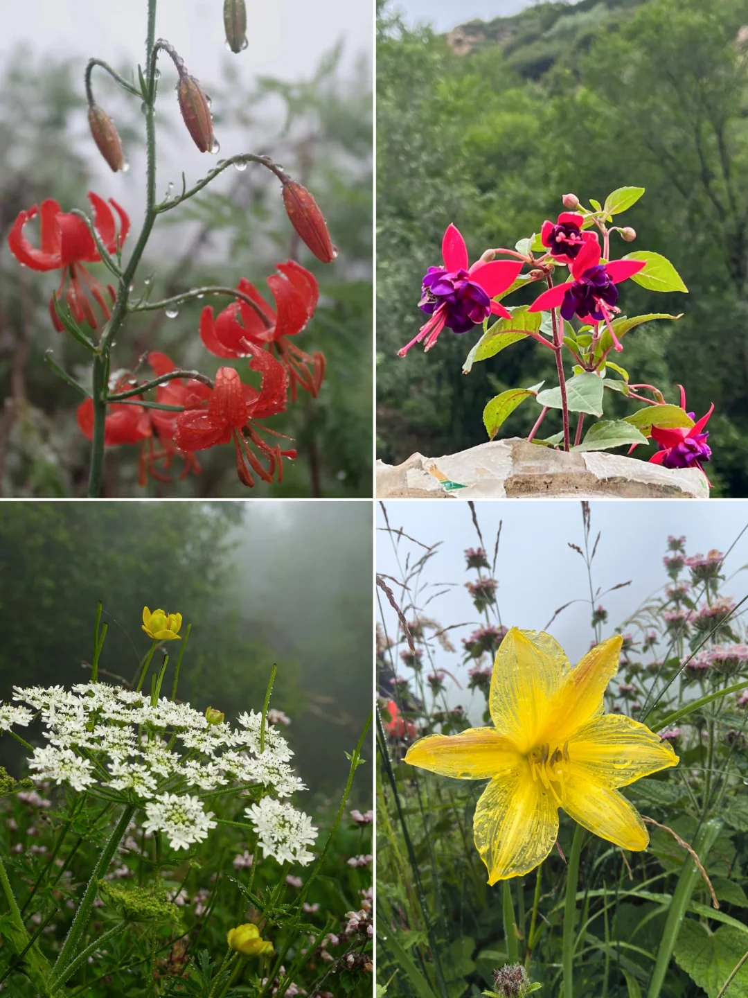 南北驼梁——看最美金莲花