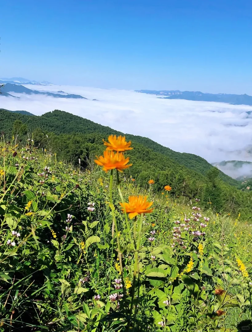 南北驼梁——看最美金莲花