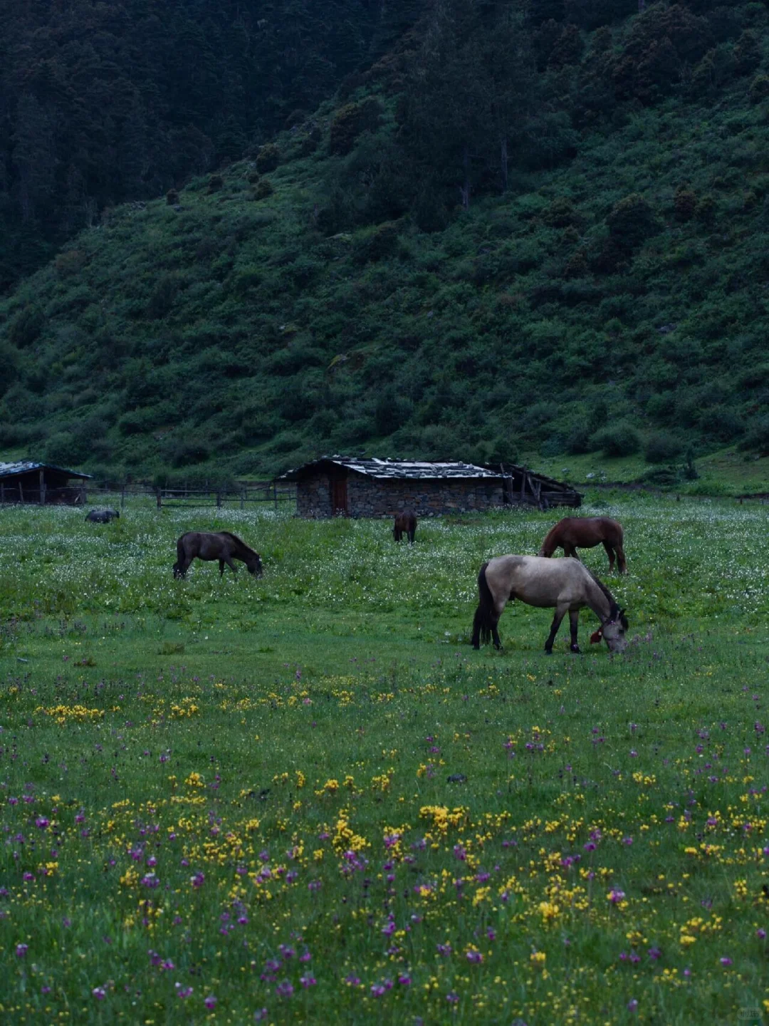 和老公跟团去了香格里拉，这人生酒店太震撼