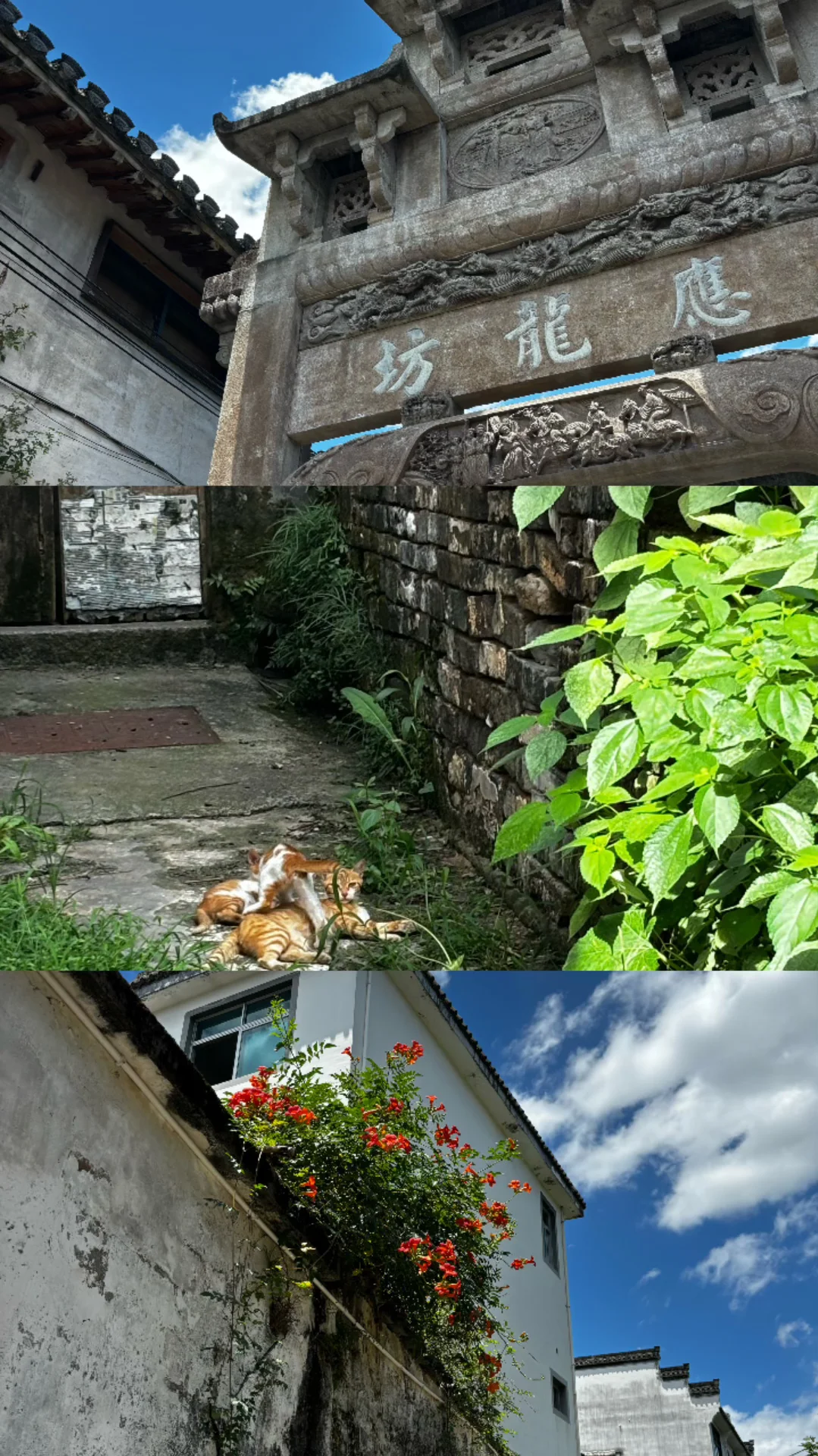 西溪南➕呈坎特种兵一日游