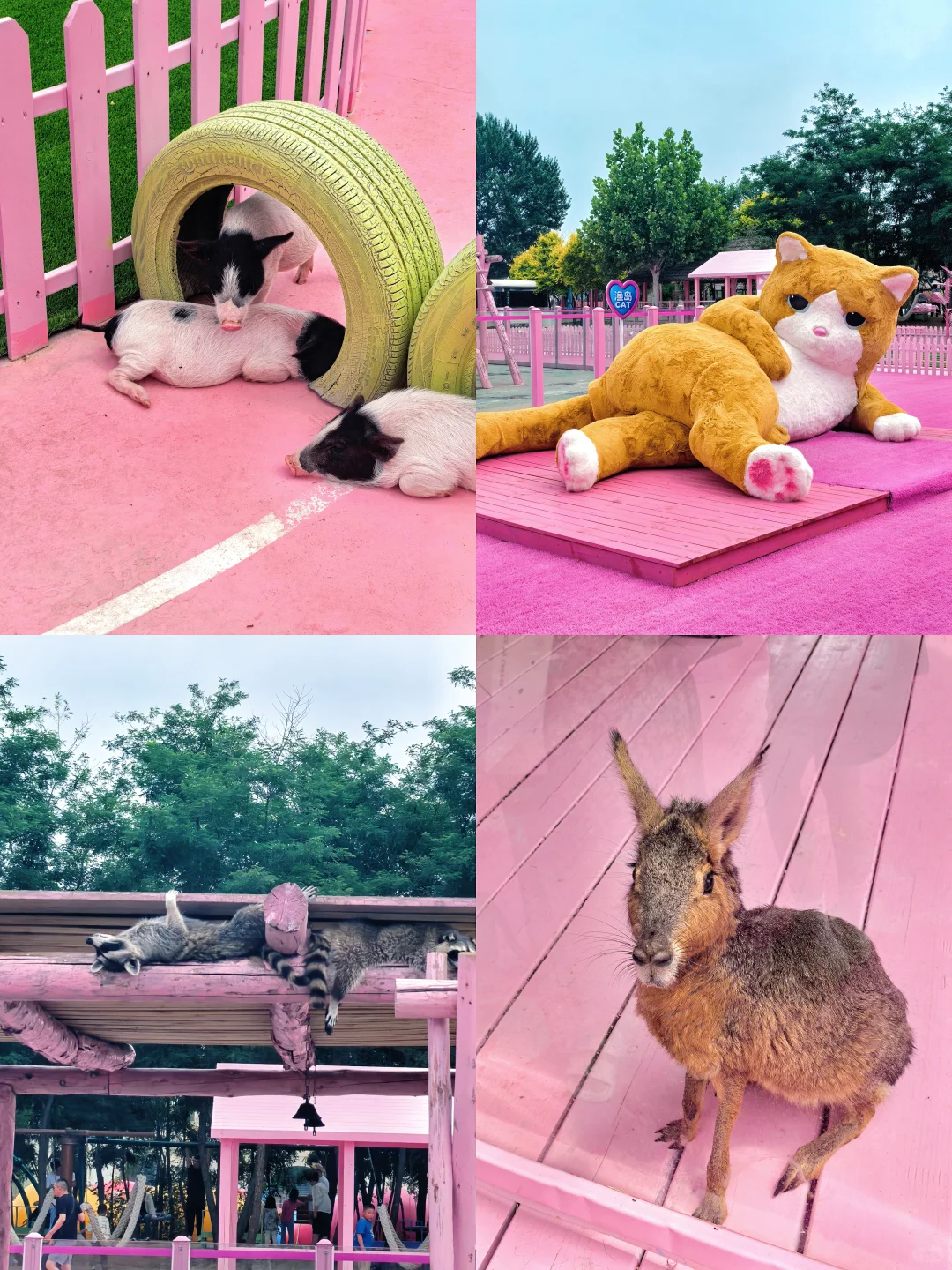 秦皇岛最值回票价的景区——渔岛游玩攻略❗