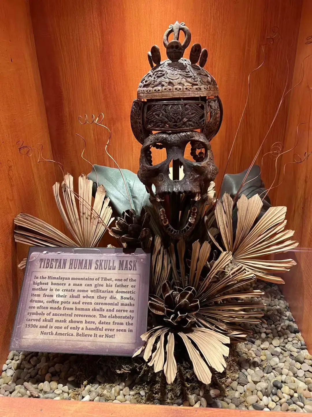 黄金海岸半日游