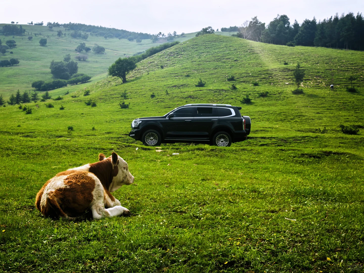 去不了阿勒泰，只能去河北，我在河北找到了