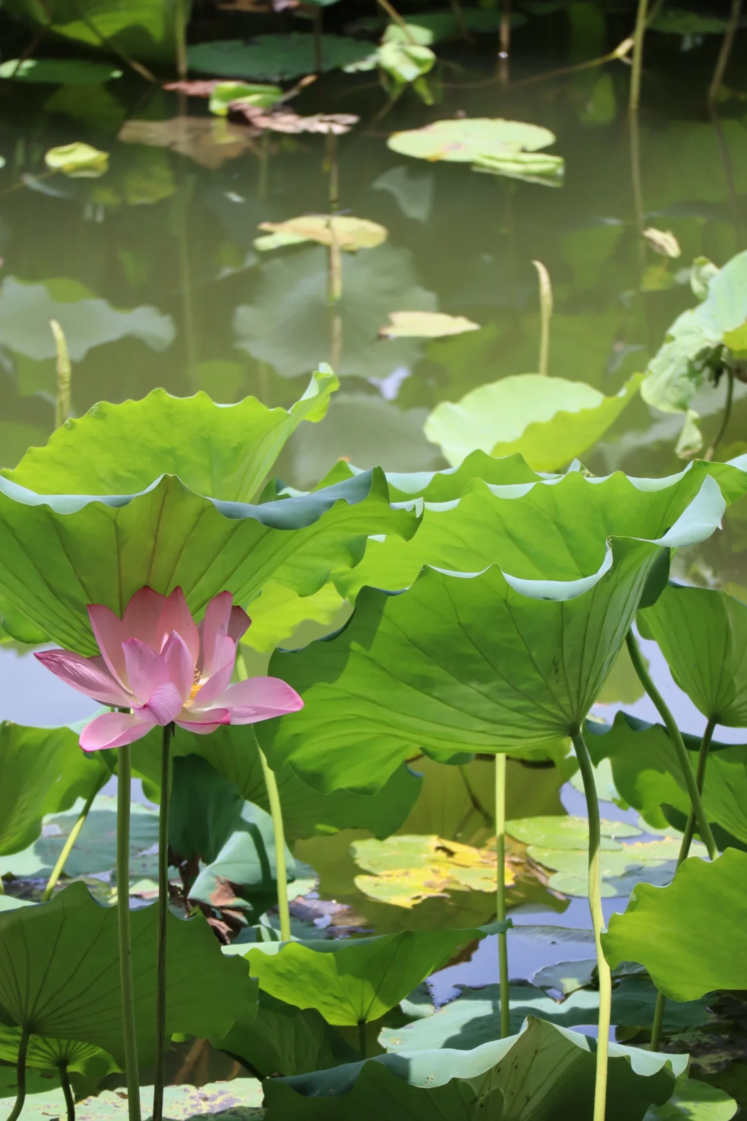 西溪南➕呈坎特种兵一日游